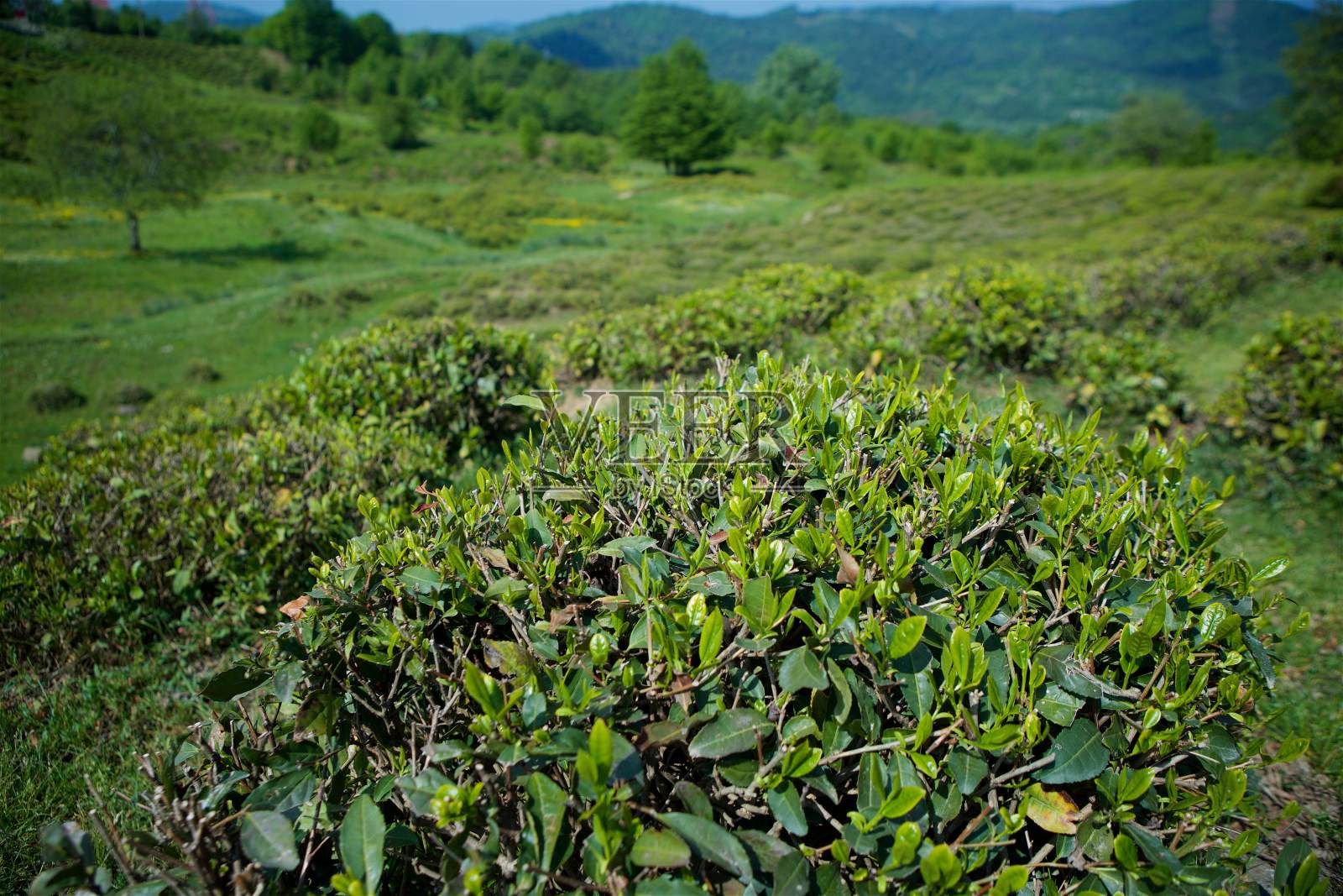 茶树的绿叶照片摄影图片