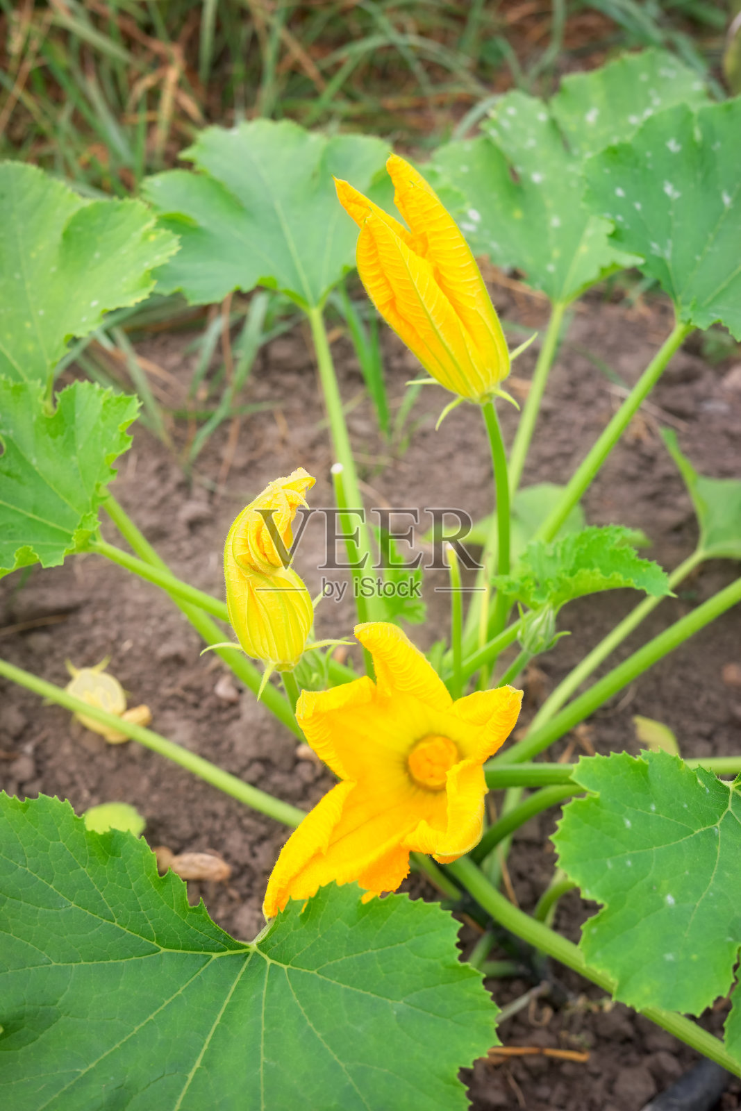 有机温室农场上可食用西葫芦花的特写照片照片摄影图片