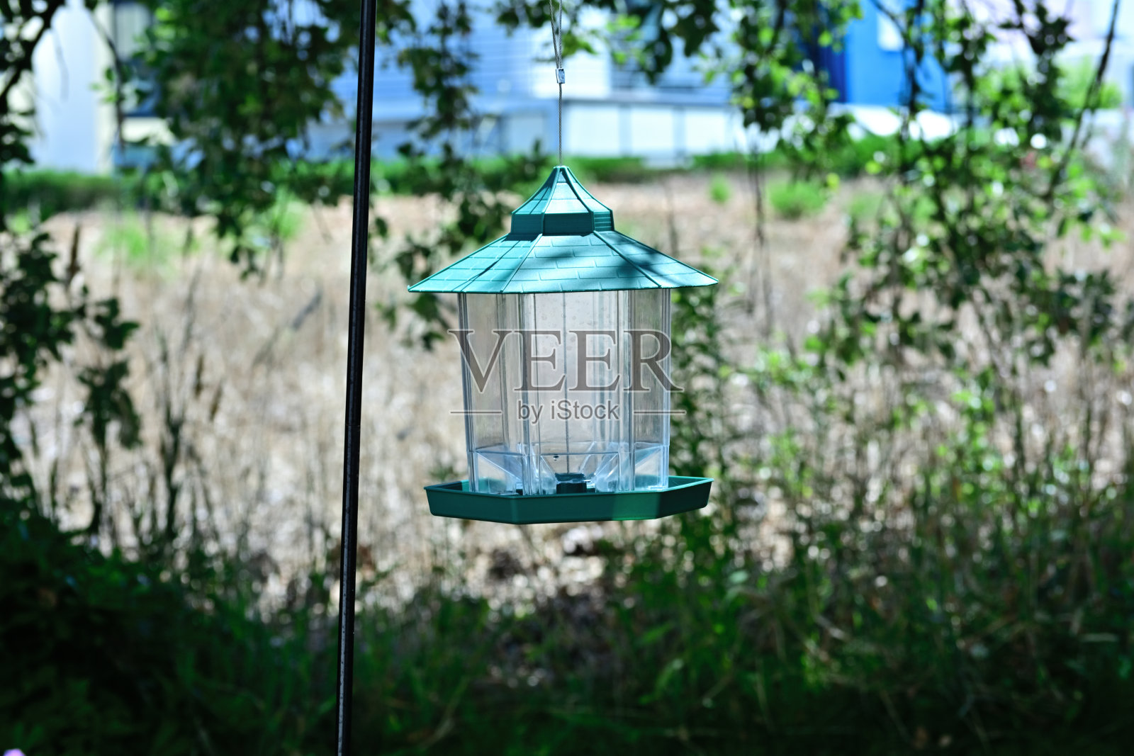 鸟的世界照片摄影图片