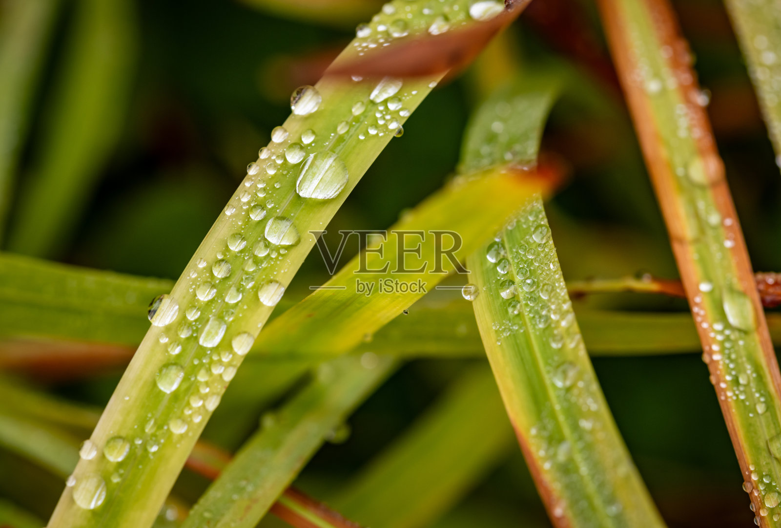 雨滴落在叶子宏上照片摄影图片