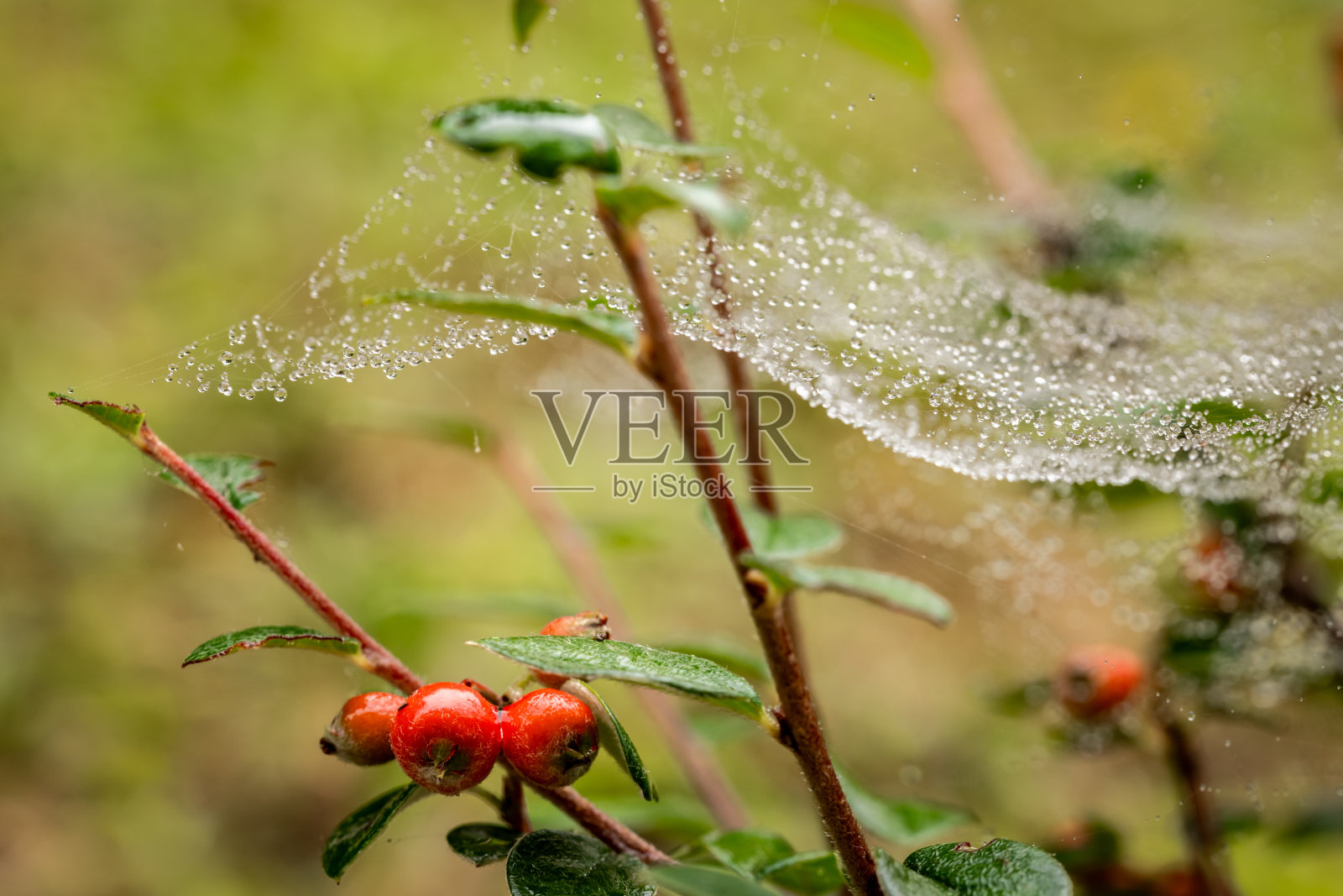 秋雨滴悬在蜘蛛网上照片摄影图片