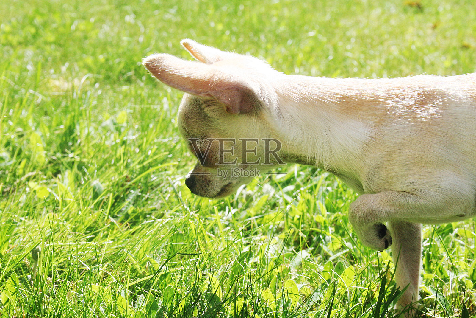 曲奇小吉娃娃小狗在草地上照片摄影图片