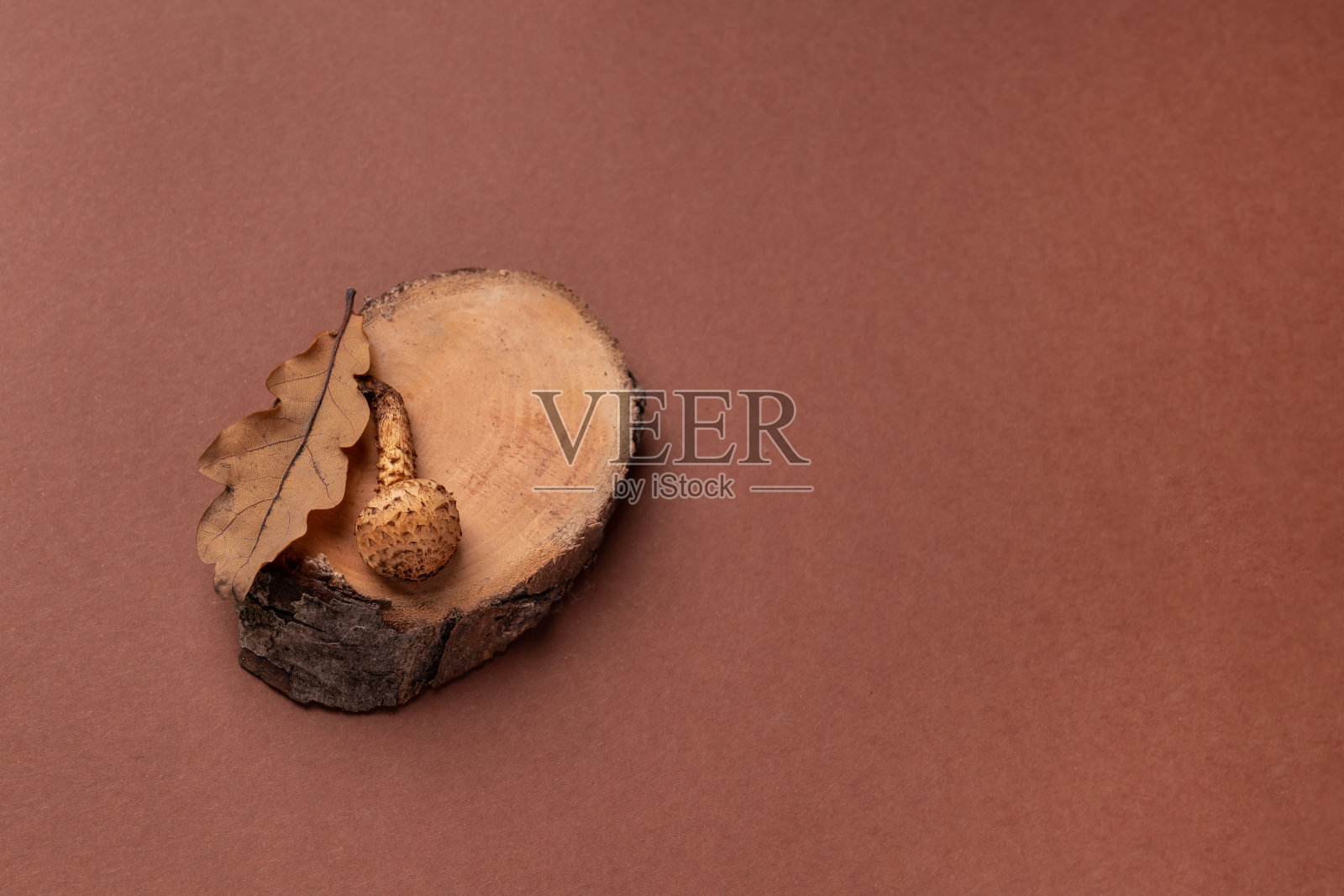 以木片、树叶和蘑菇为背景的自然创意概念。看到一棵树。照片摄影图片