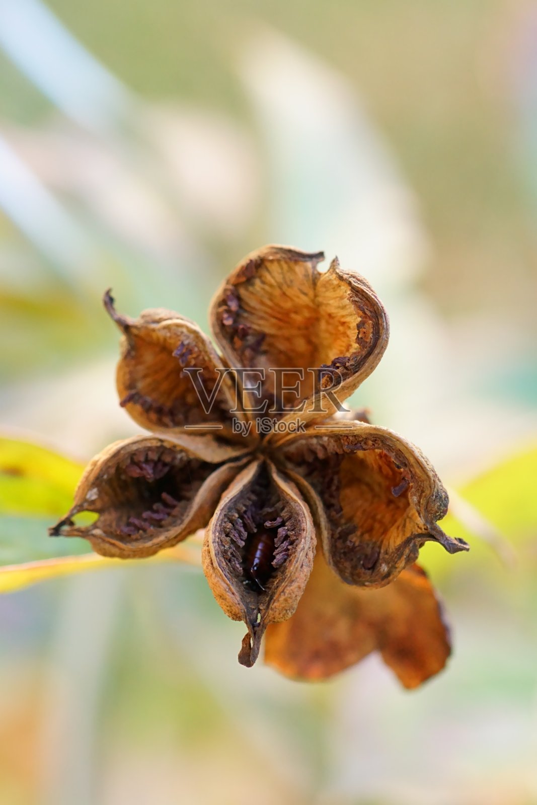 静物背景——牡丹干果照片摄影图片