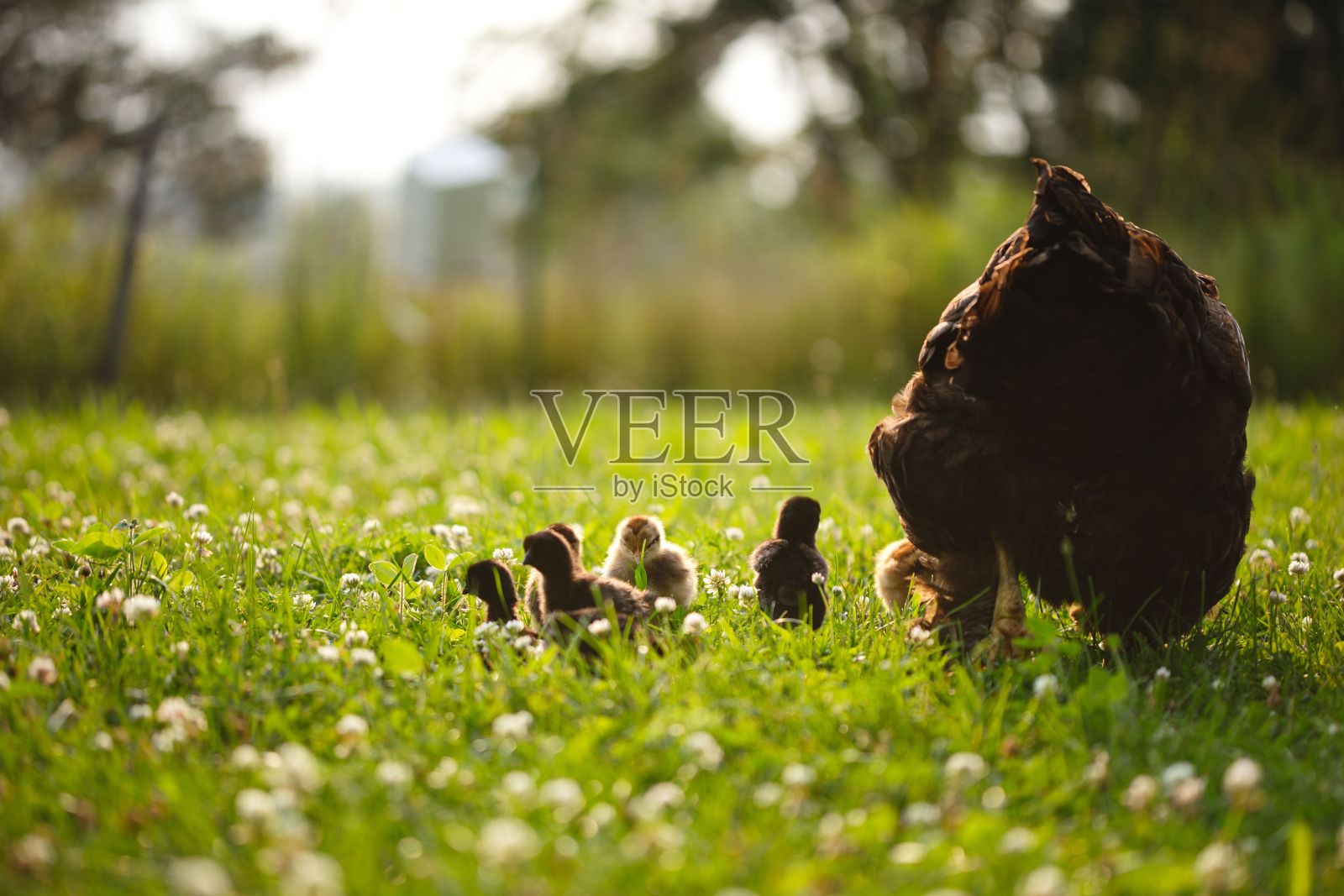 在加拿大安大略省的一个小农场里，母鸡和她的小鸡照片摄影图片