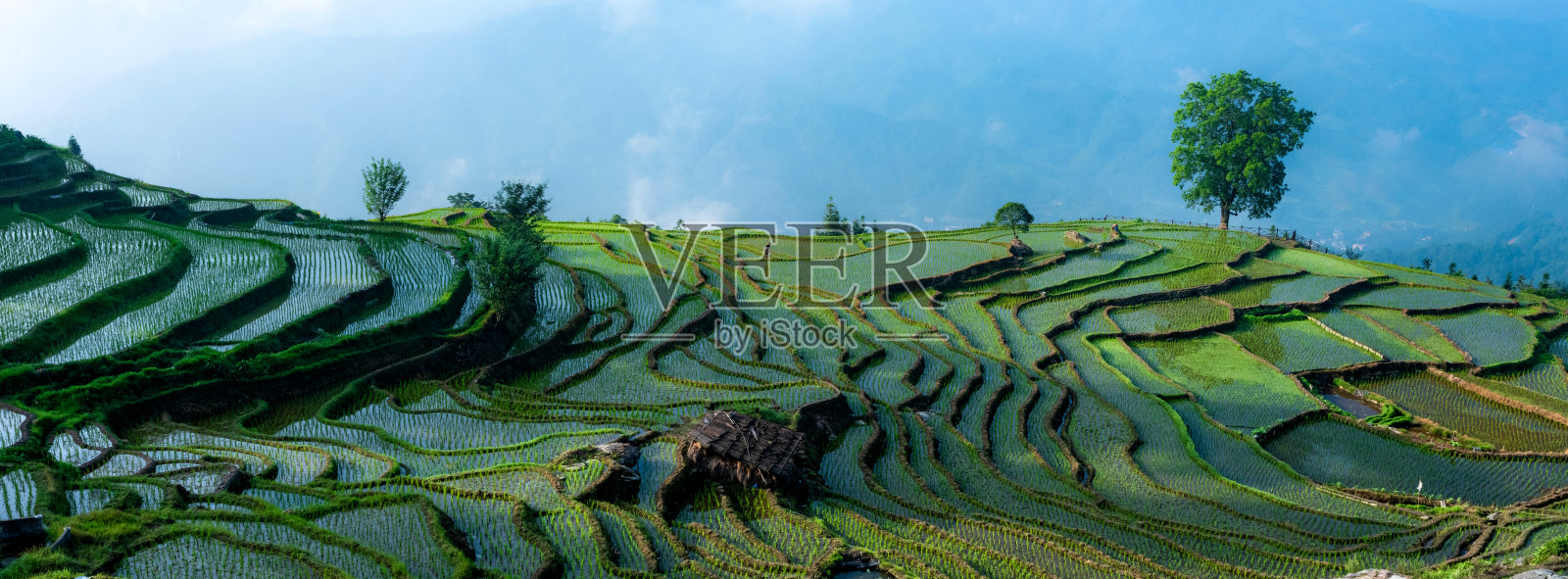 龙基梯田照片摄影图片