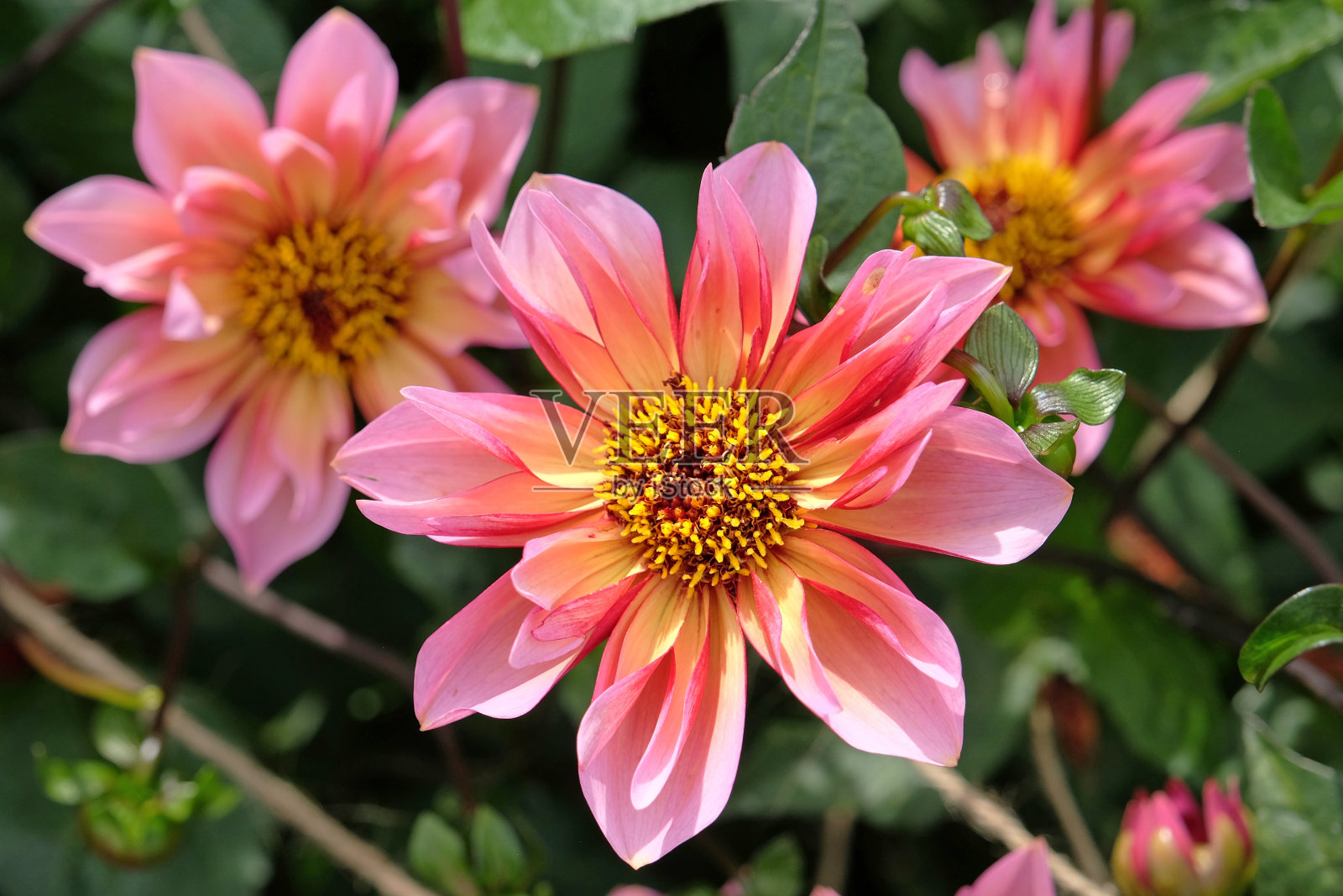 粉色和橙色相间的大丽花“纳丁公主”。照片摄影图片