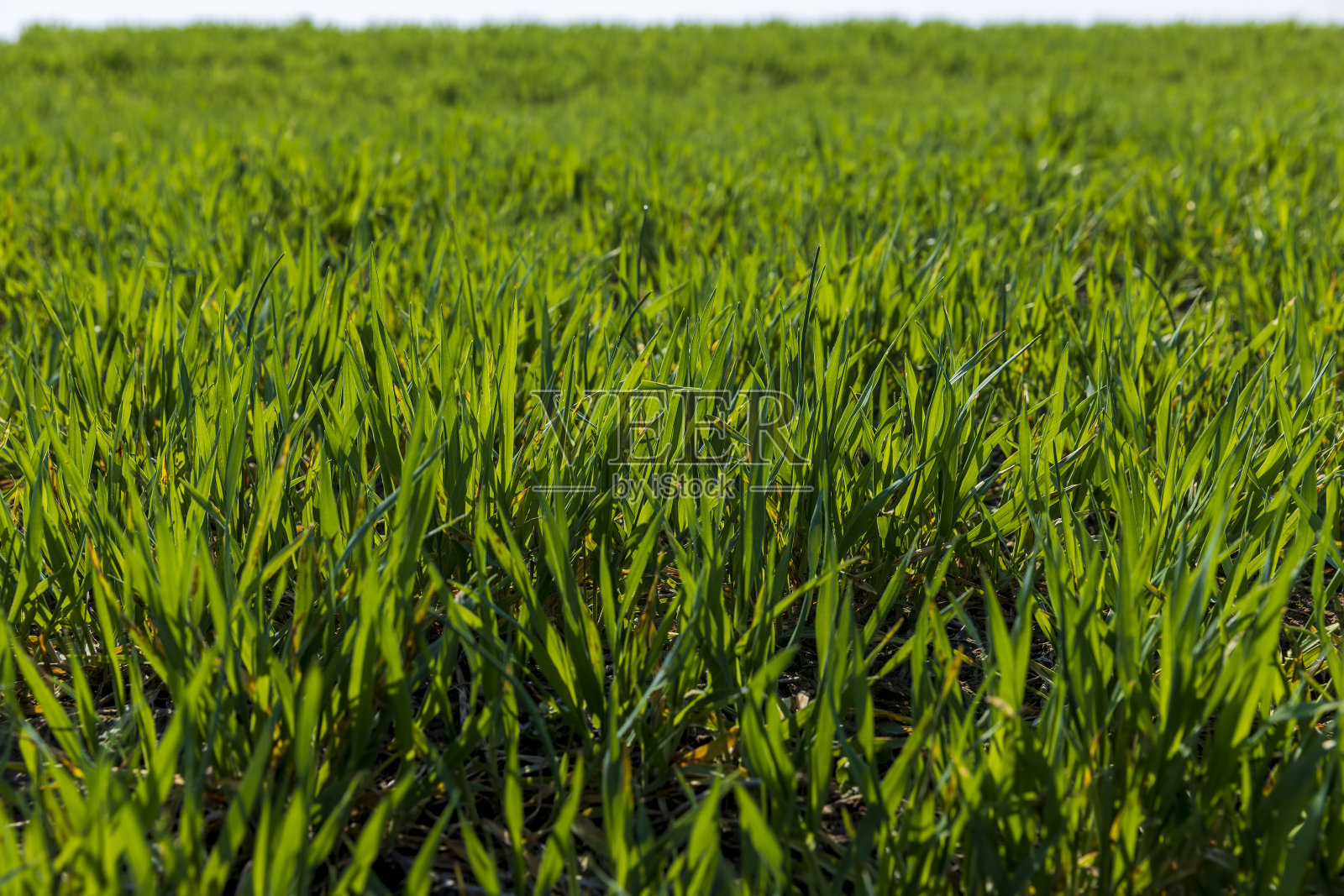春天的小麦又长出了新芽照片摄影图片