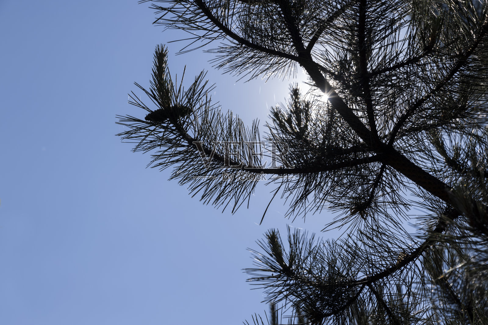 春天松树上的绿色针叶照片摄影图片