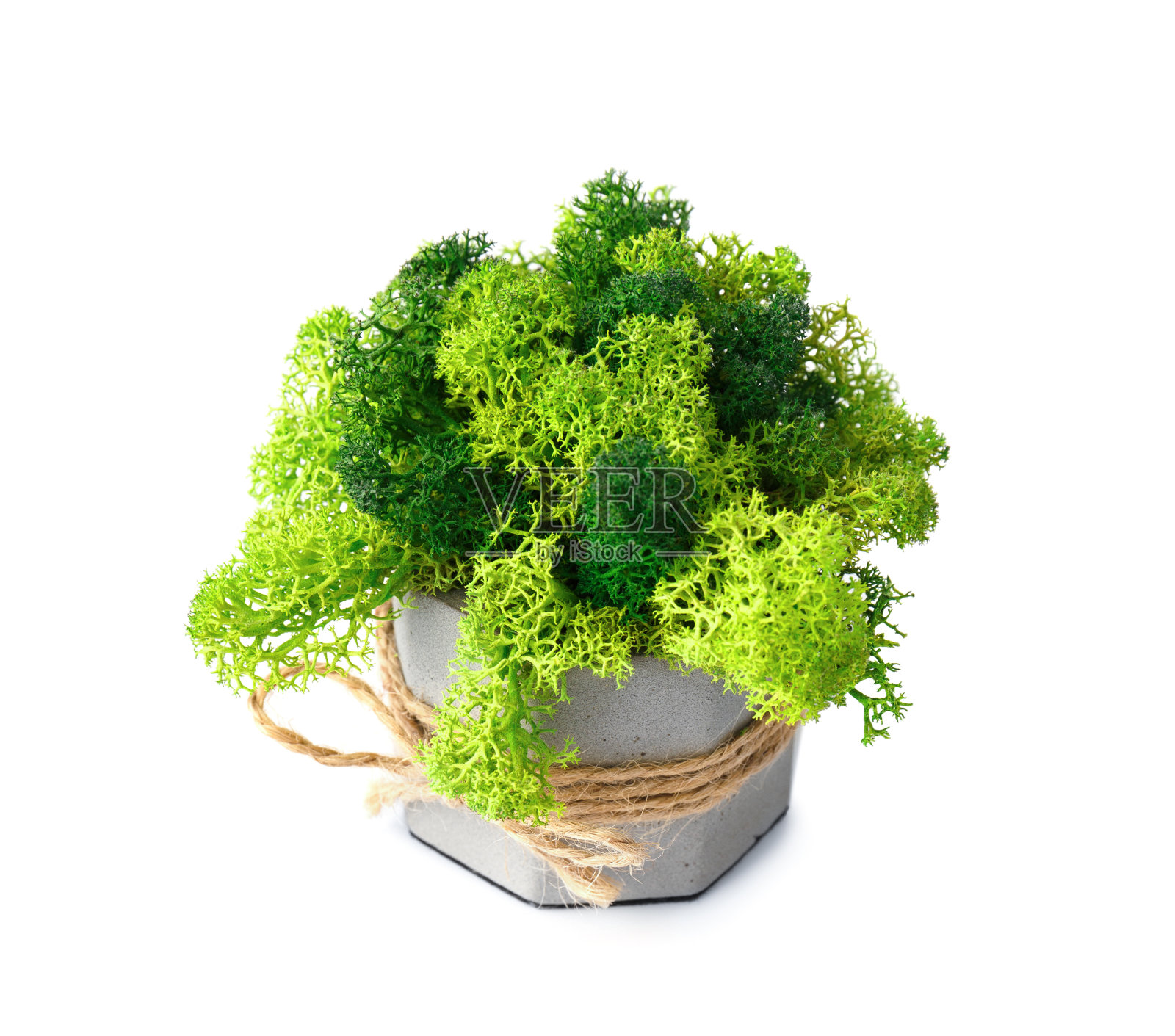 在白色背景的花盆里稳定的苔藓照片摄影图片