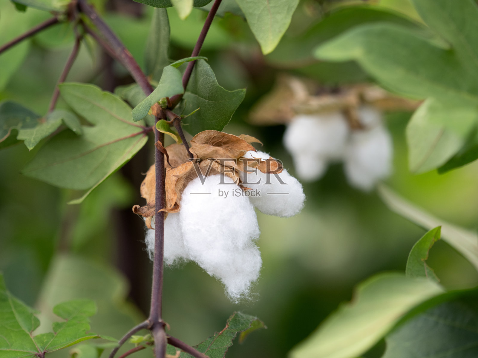 棉树照片摄影图片