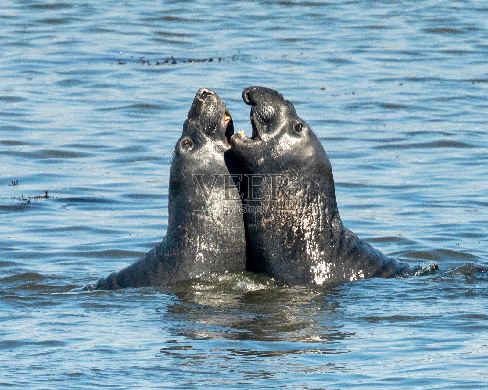 象海豹照片摄影图片
