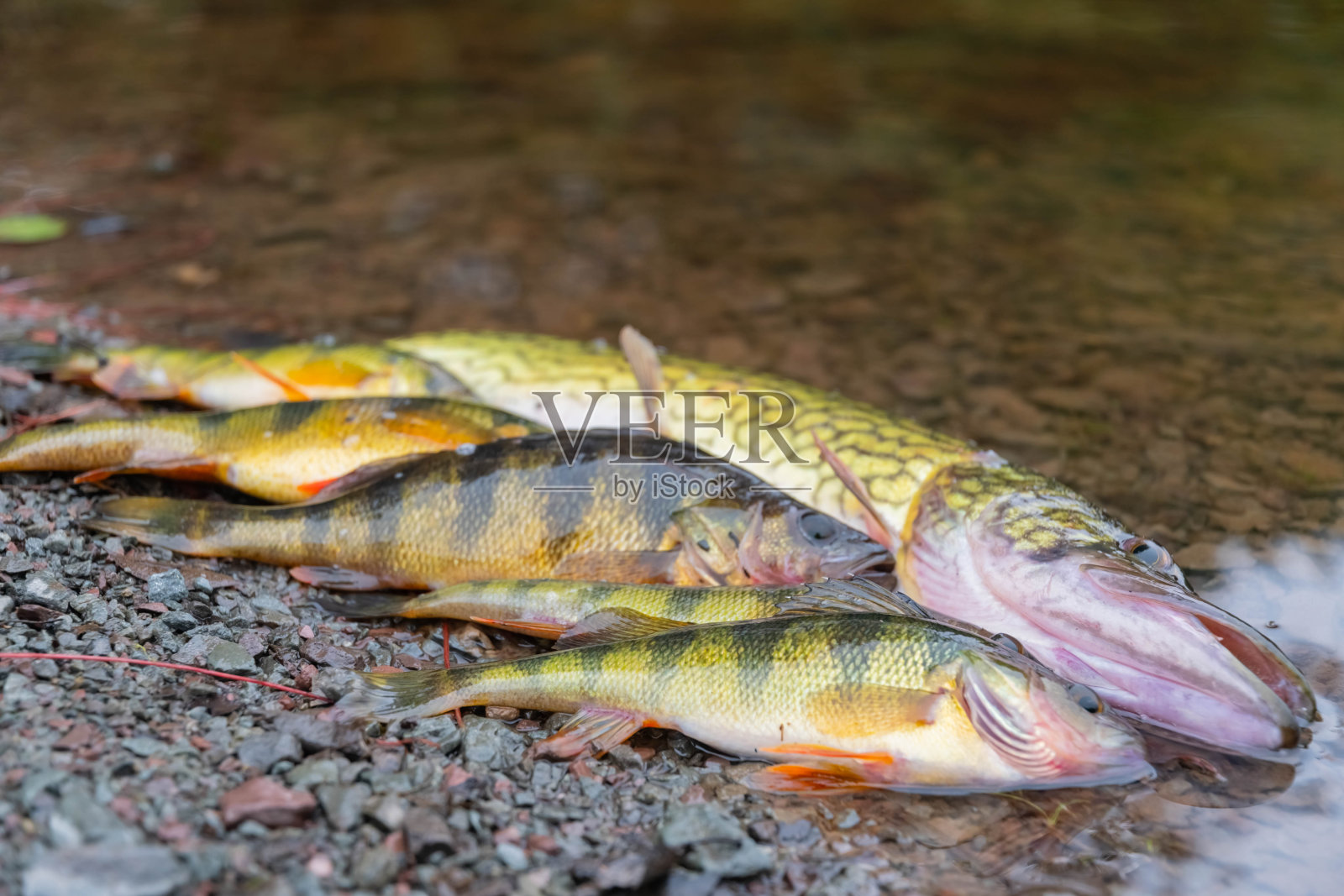 钓鱼的伟大的一天，许多鱼被抓躺在地上照片摄影图片