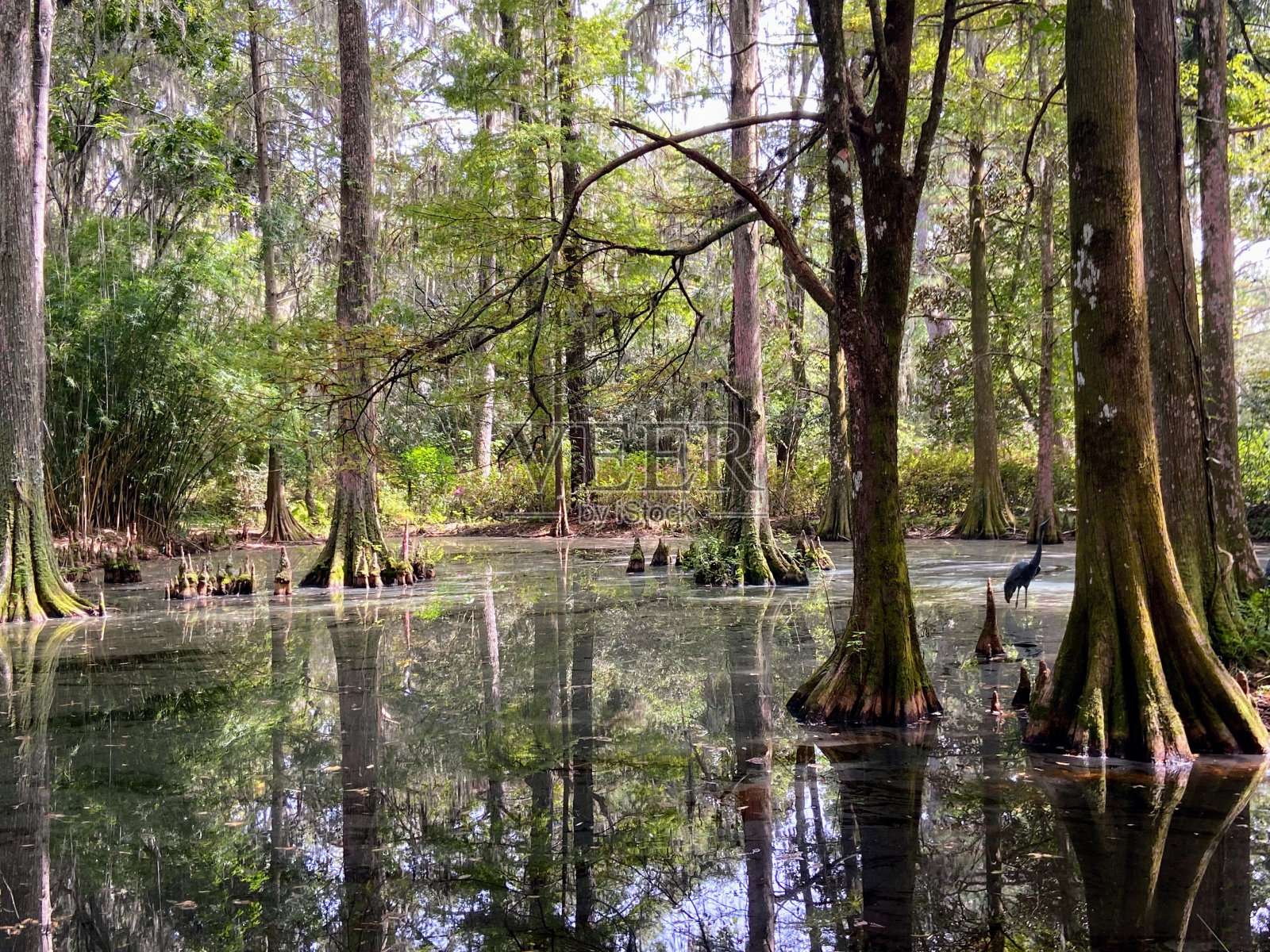 南卡罗来纳州查尔斯顿的木兰种植园和花园照片摄影图片