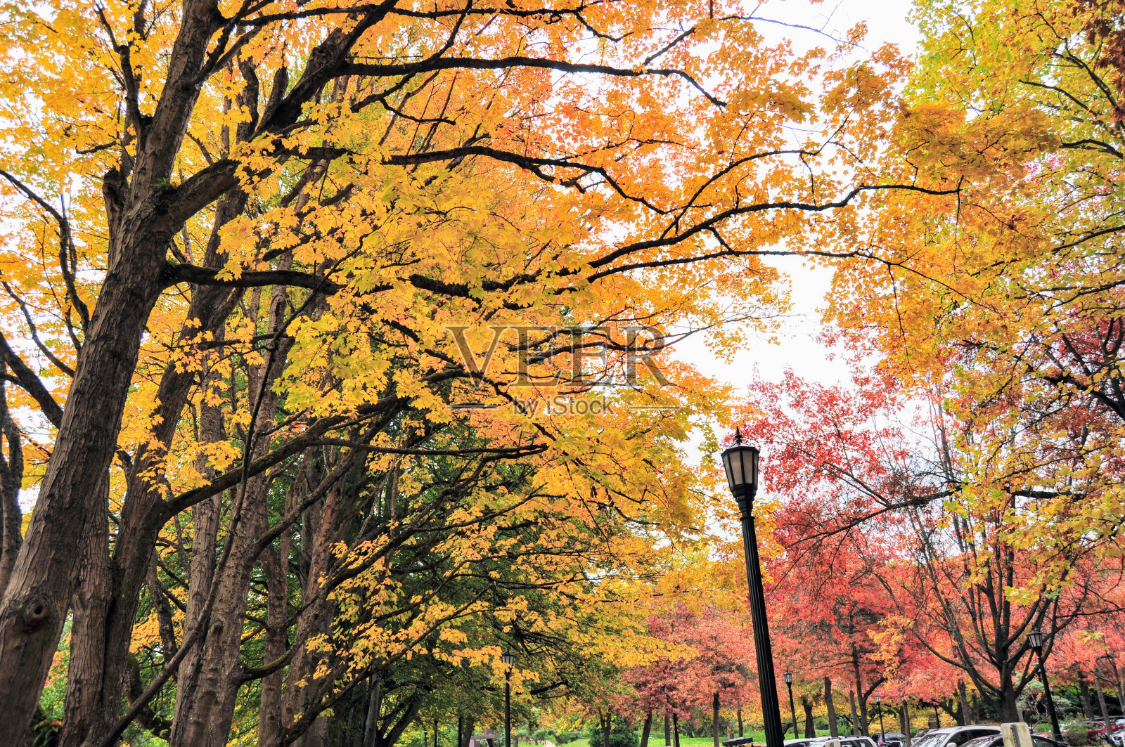 郊区的秋天照片摄影图片