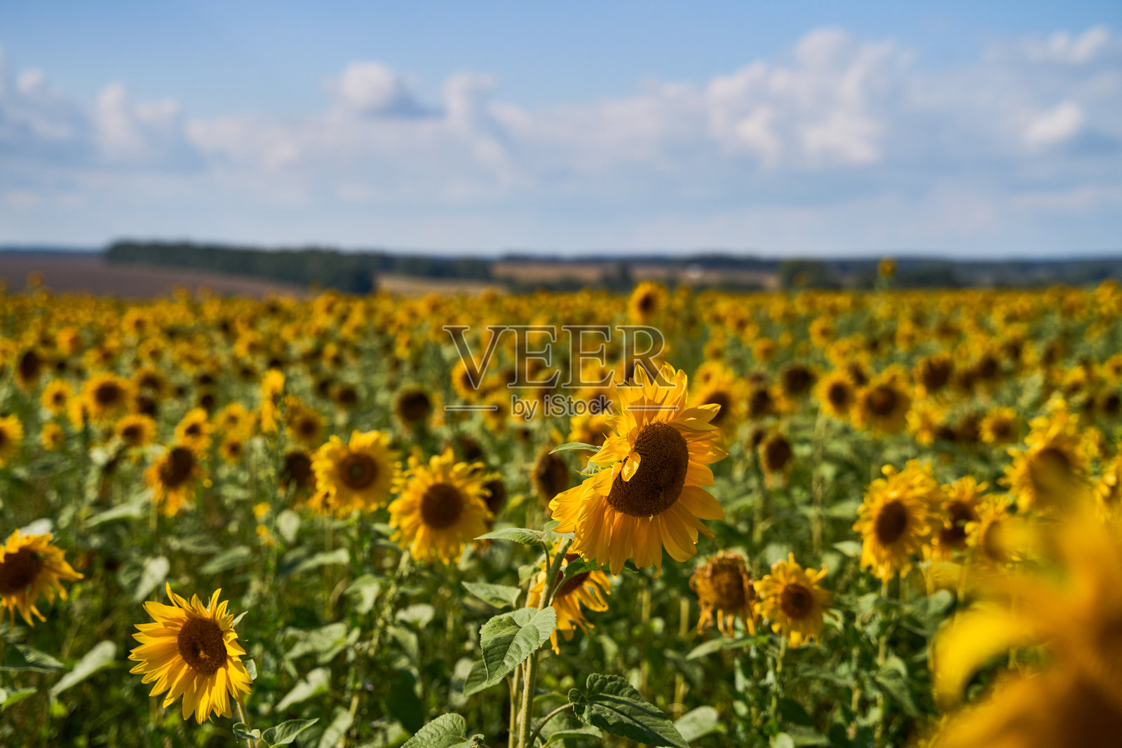 向日葵地里有多云的蓝天照片摄影图片