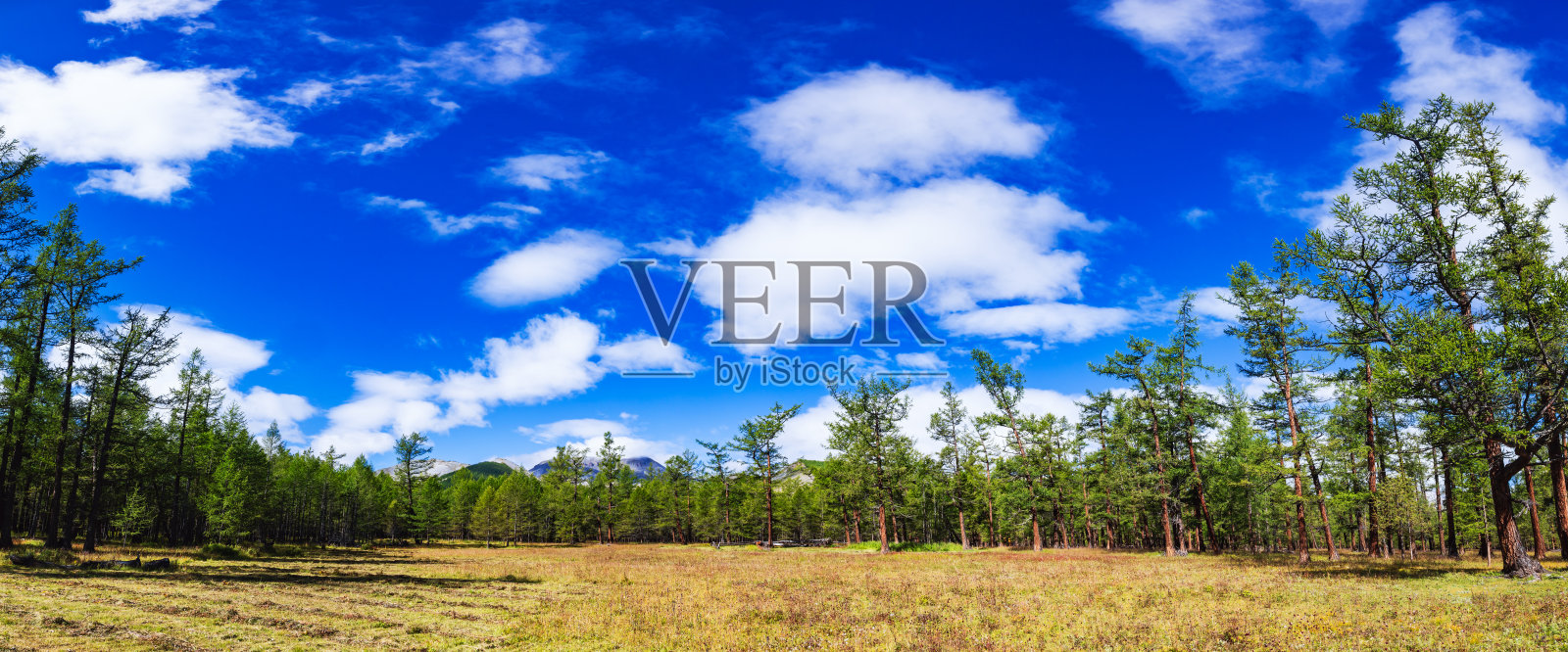 蒙古北部落叶松森林全景图照片摄影图片