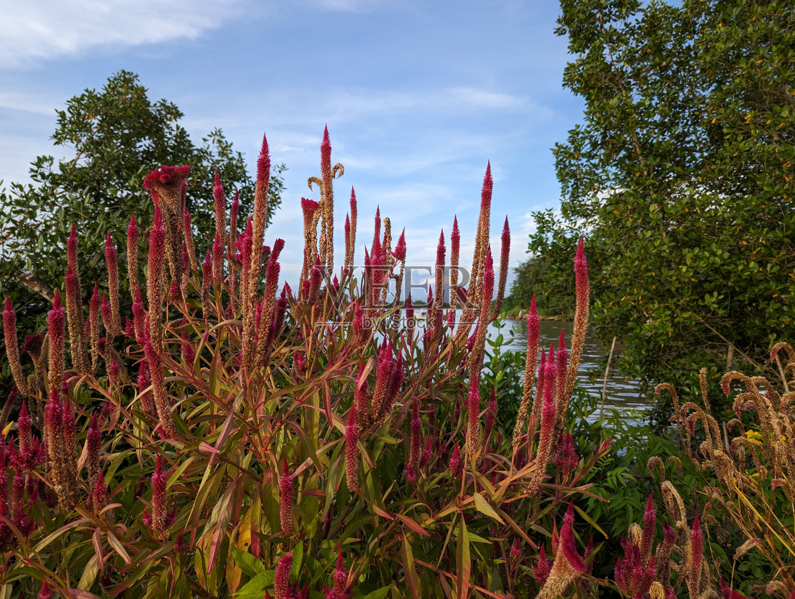 海边的野花照片摄影图片