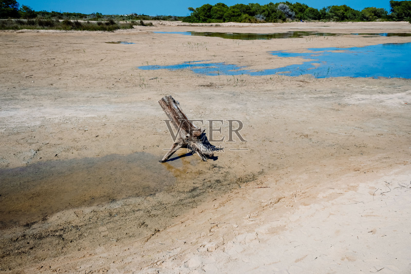 干涸河床上被连根拔起的干树干。照片摄影图片