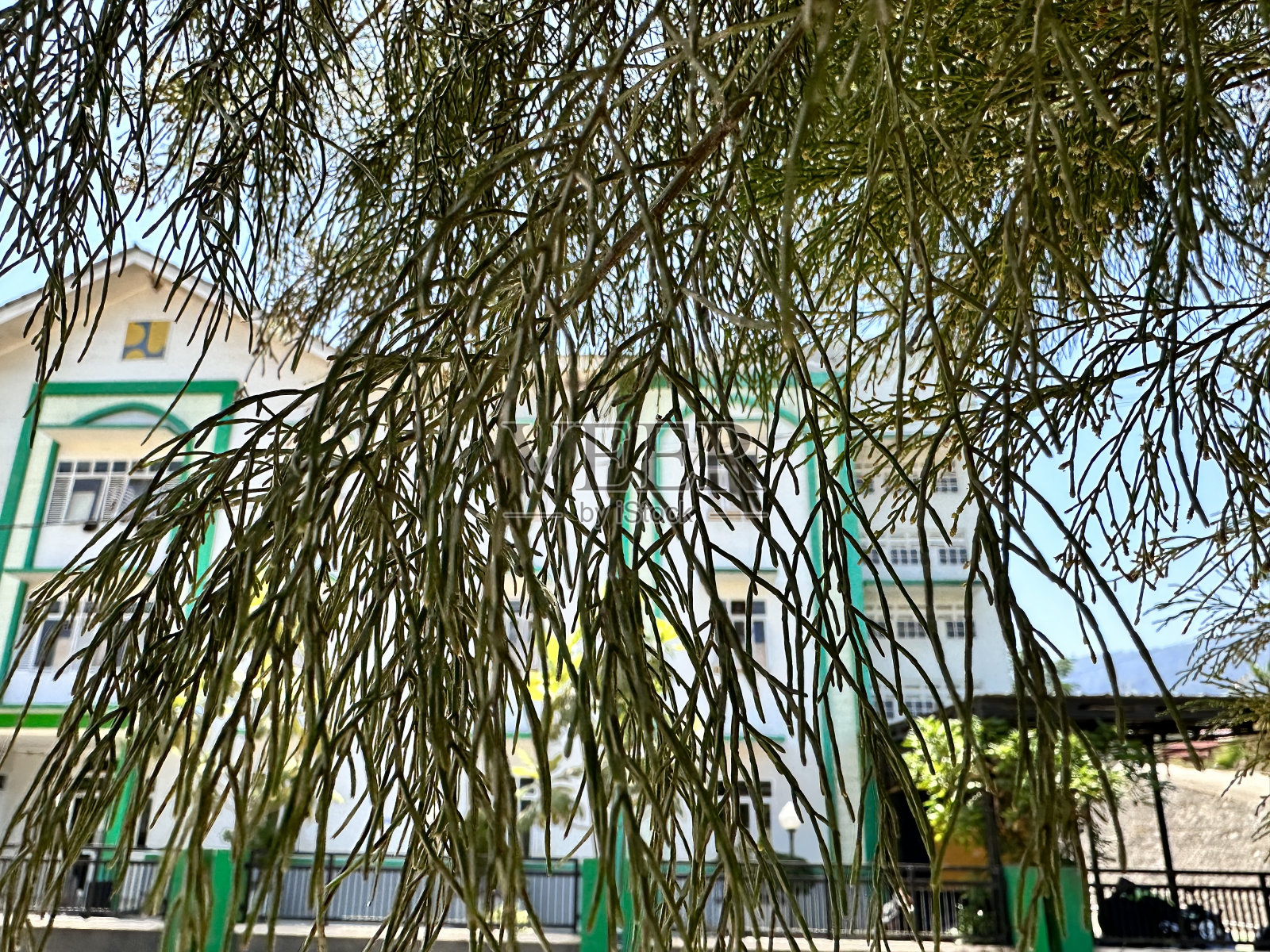 云杉叶照片摄影图片