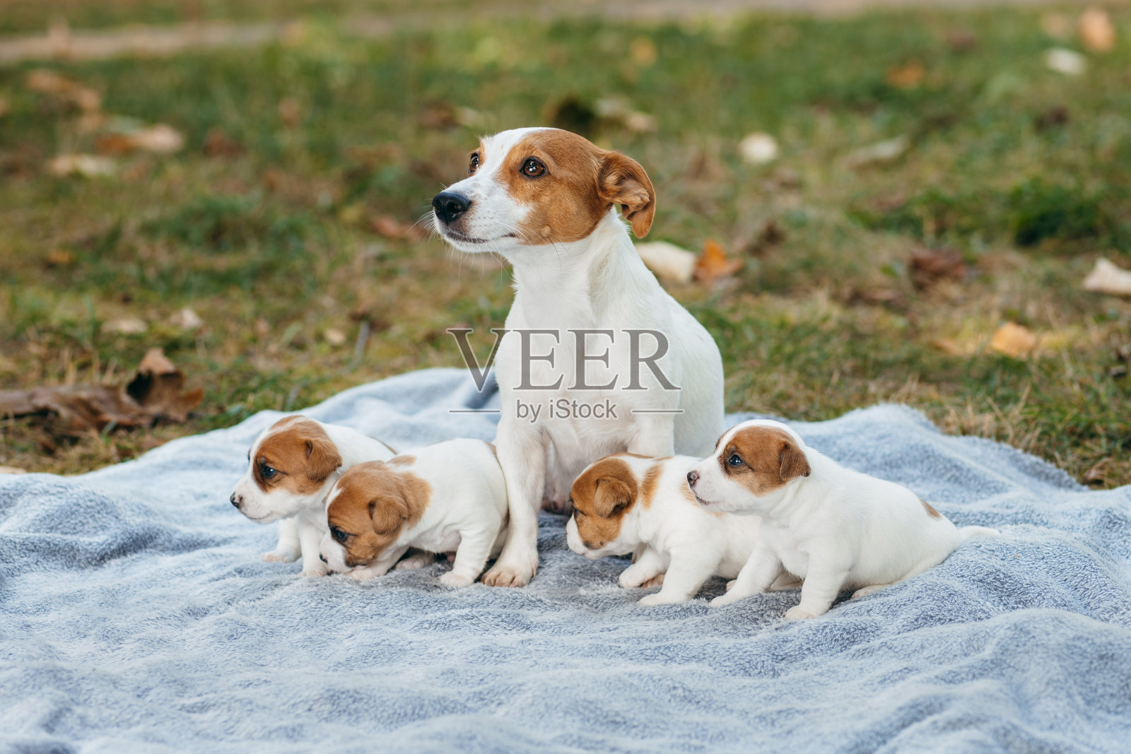 可爱的杰克罗素梗小狗和它们的妈妈在户外。1个月大照片摄影图片