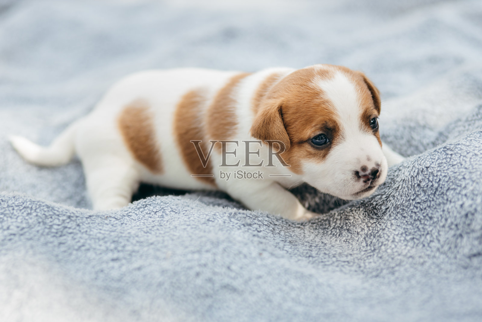 可爱的杰克罗素梗小狗户外。1个月大照片摄影图片