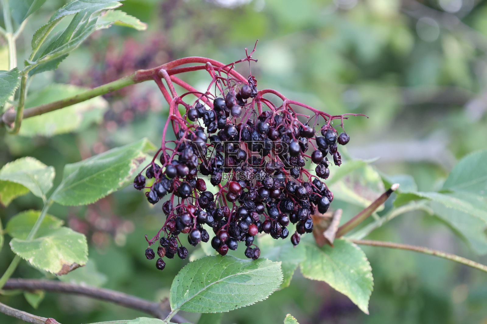 花园树枝上的黑接骨木果实，近距离拍摄照片摄影图片