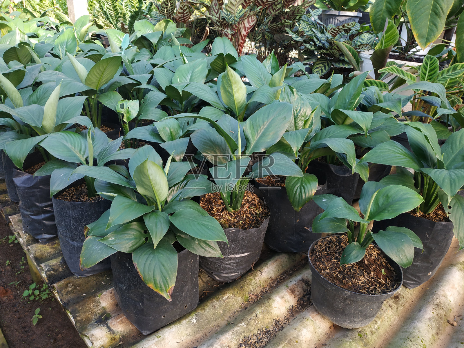 和平百合是一种开花植物，是一种没有茎的植物照片摄影图片