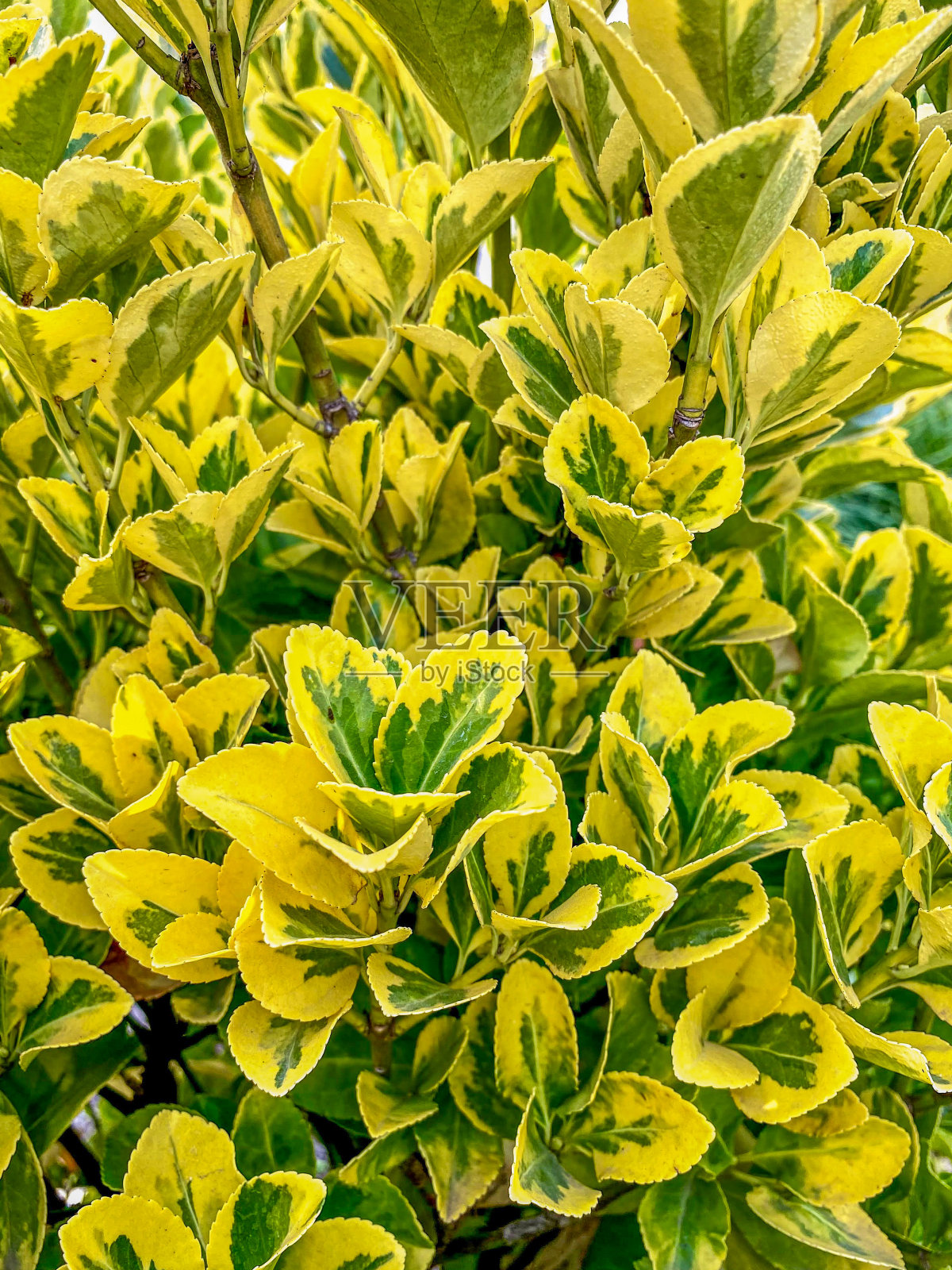 这是花园灌木上黄叶和绿叶的近照照片摄影图片