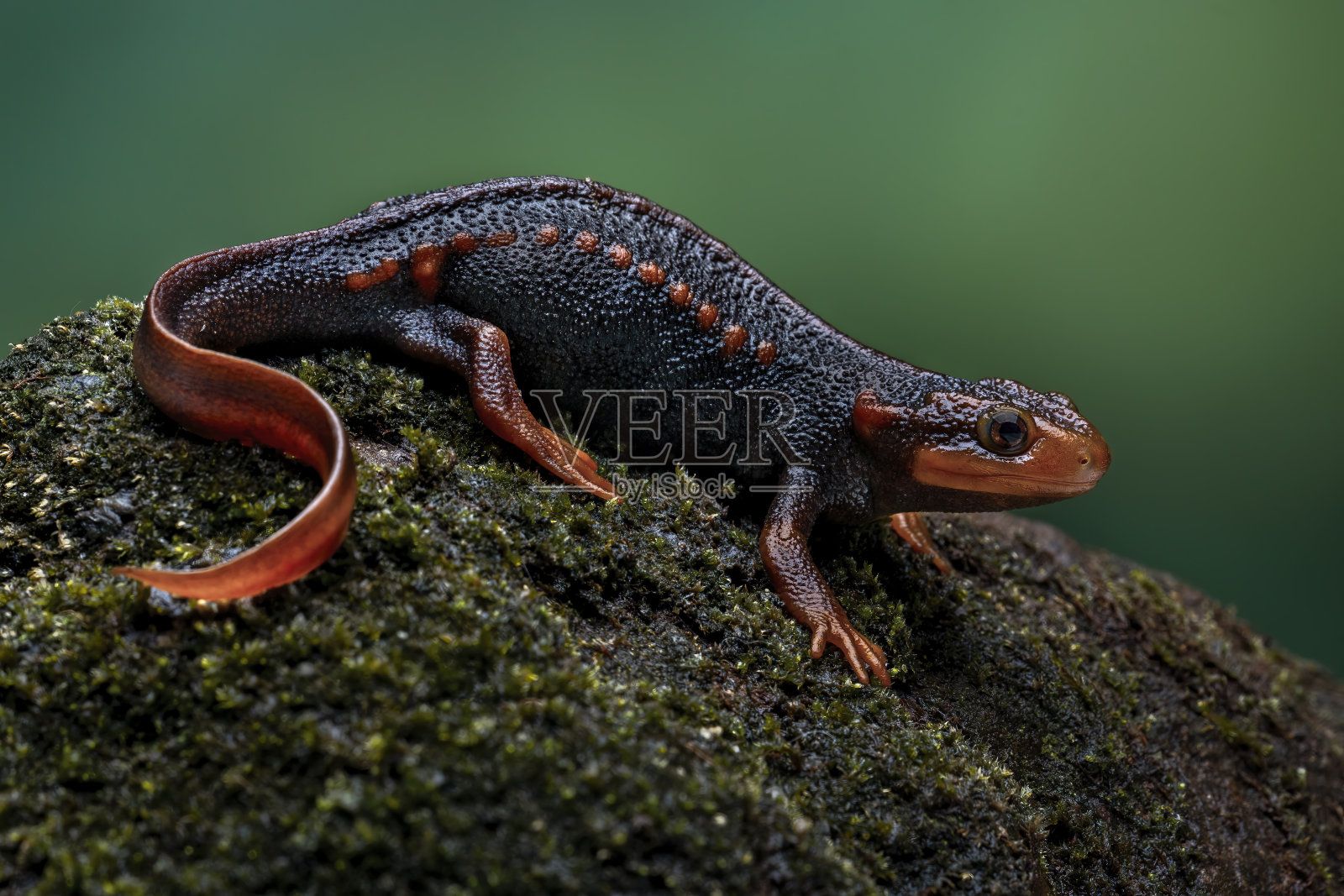 鳄鱼纽特照片摄影图片