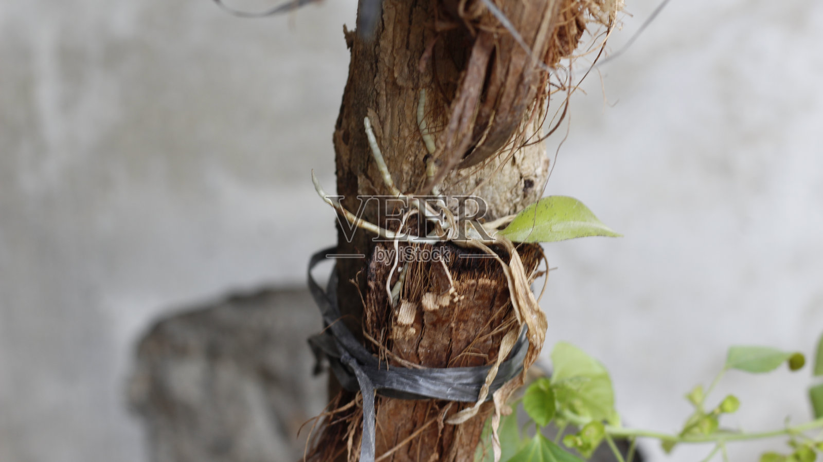 兰花苗照片摄影图片