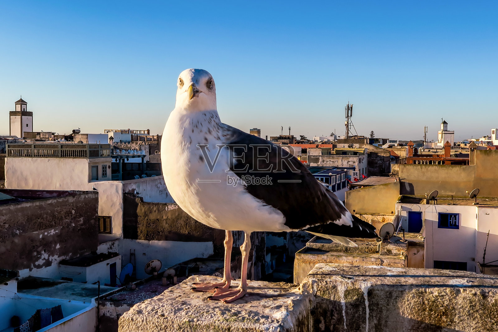 海鸥在邮局，照片为背景照片摄影图片