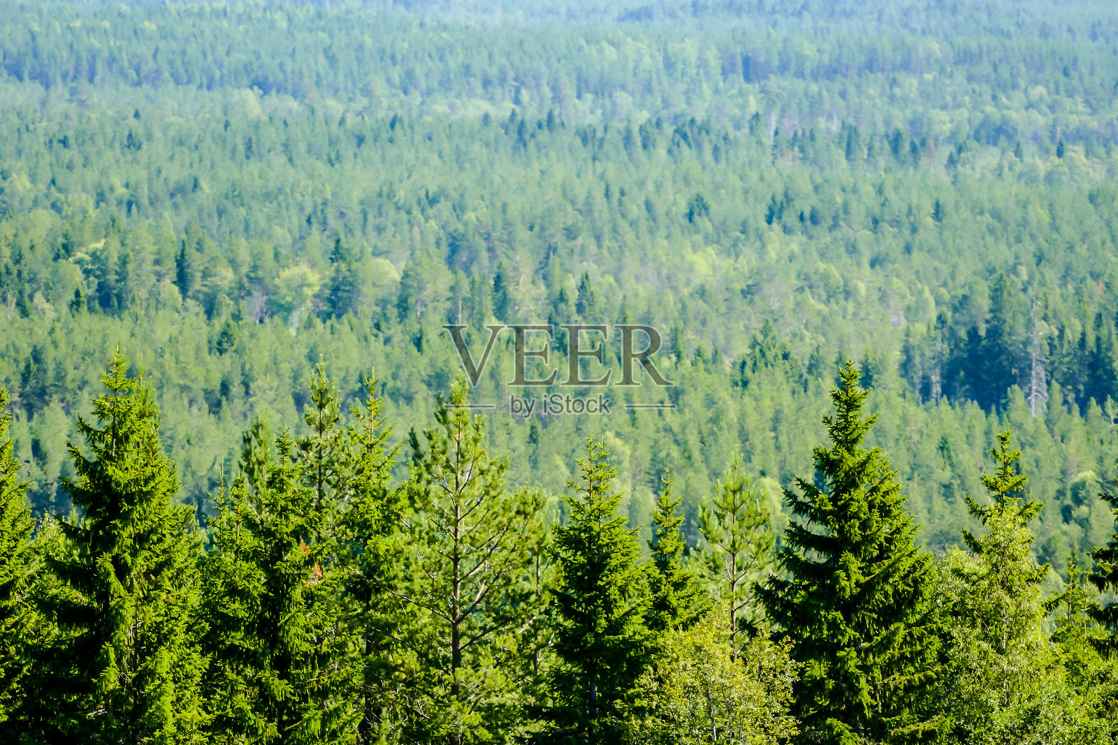 树木在森林里，在瑞典斯堪的纳维亚北欧照片摄影图片