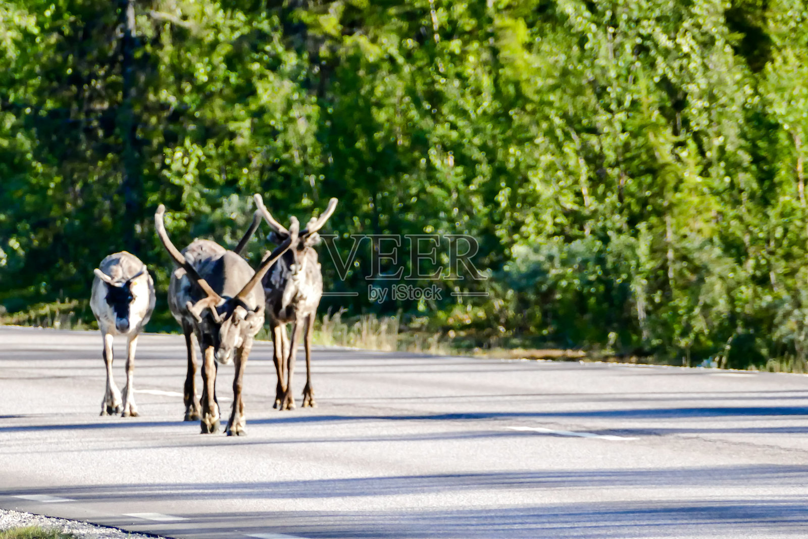 驯鹿在森林里，在瑞典，斯堪的纳维亚，北欧照片摄影图片