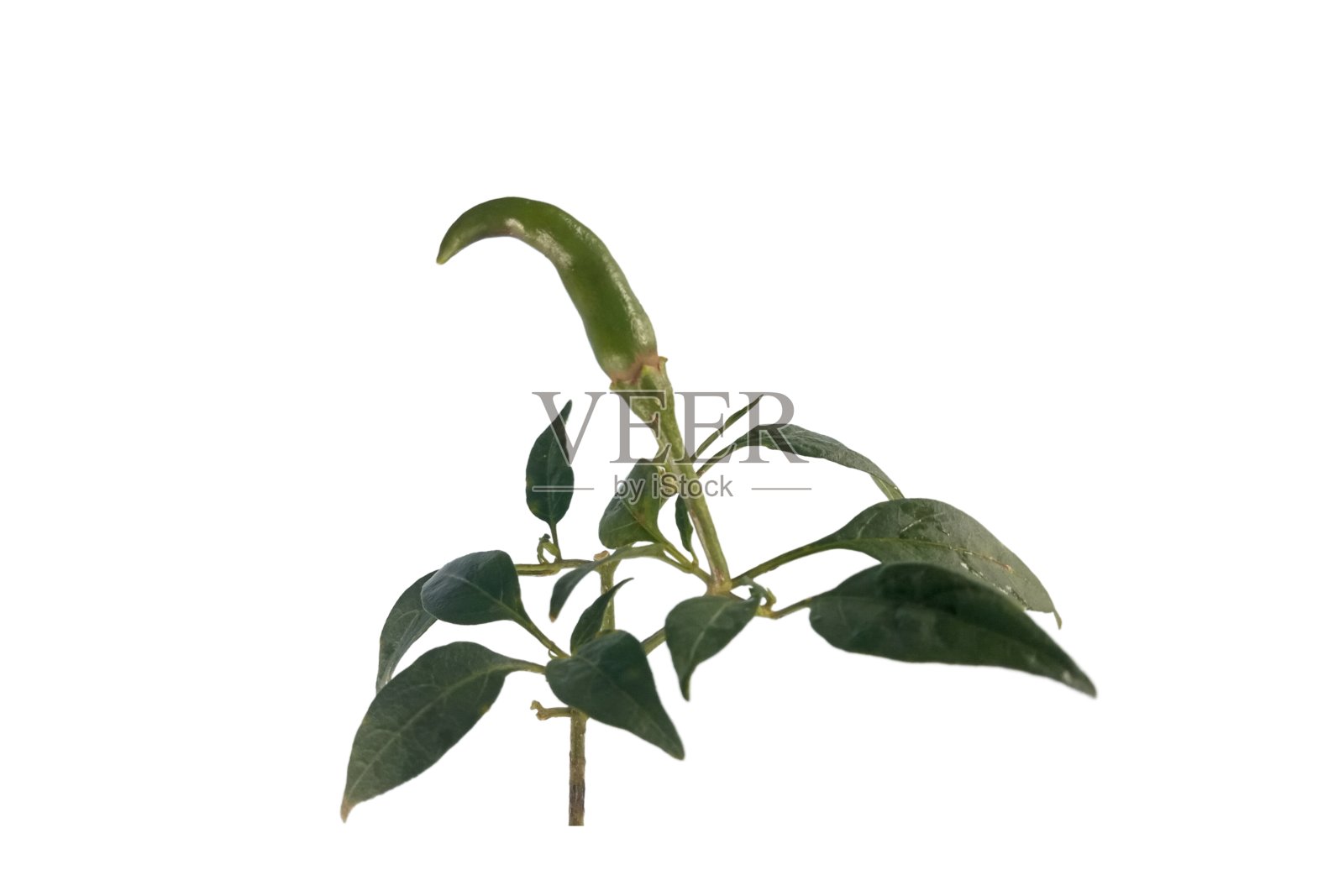 叶照片摄影图片