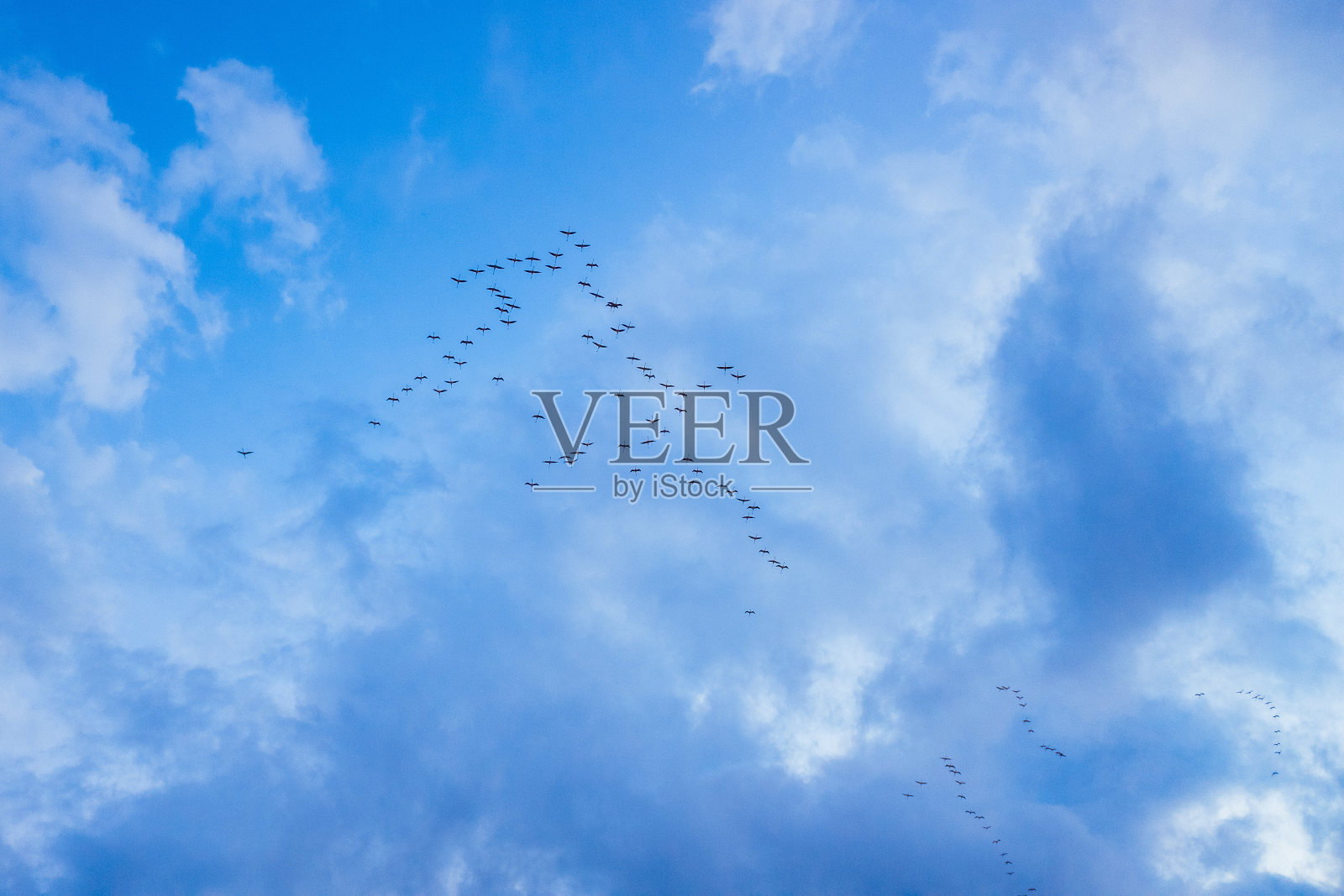 埃布罗三角洲的湿地接纳了成群的候鸟。照片摄影图片