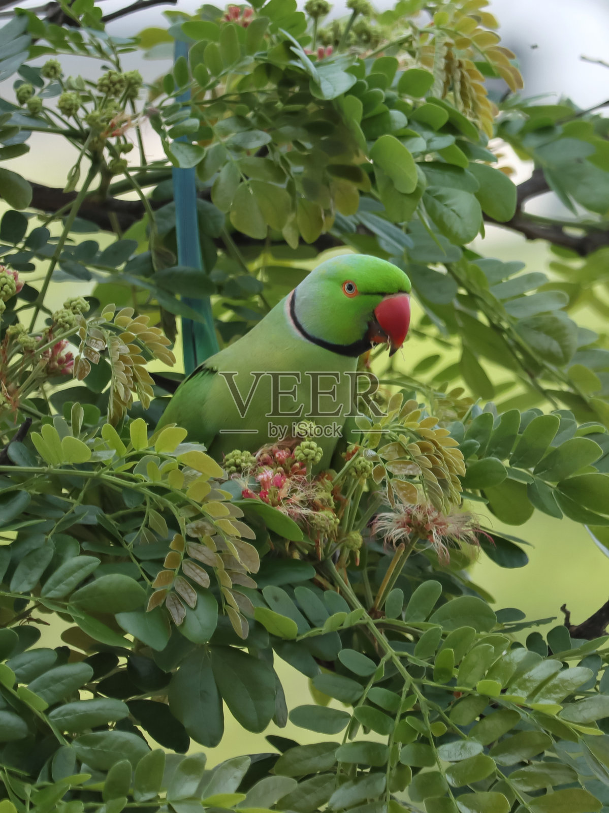 一只鹦鹉坐在树上照片摄影图片