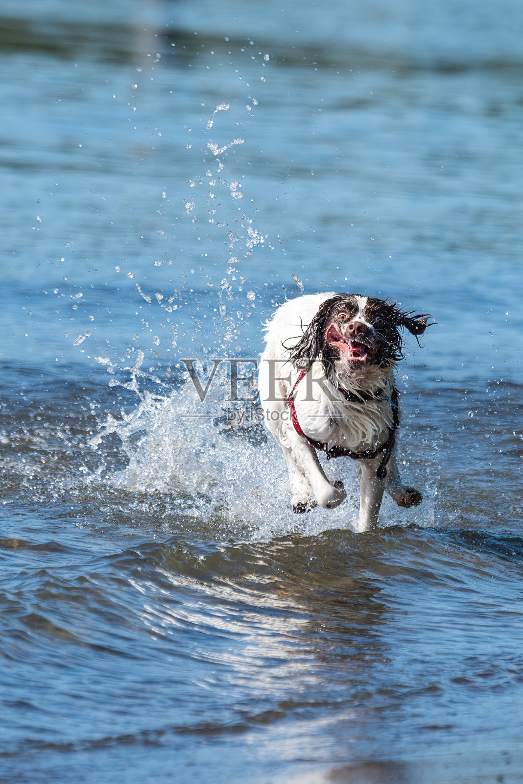 英国史宾格猎犬在水中奔跑照片摄影图片