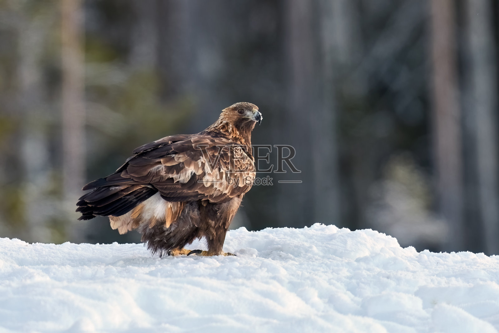 金鹰(金雕)照片摄影图片