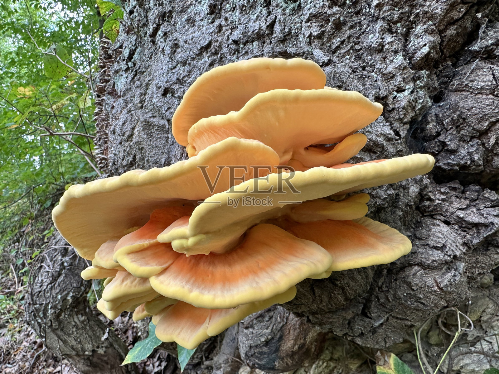 森林里的鸡蘑菇照片摄影图片