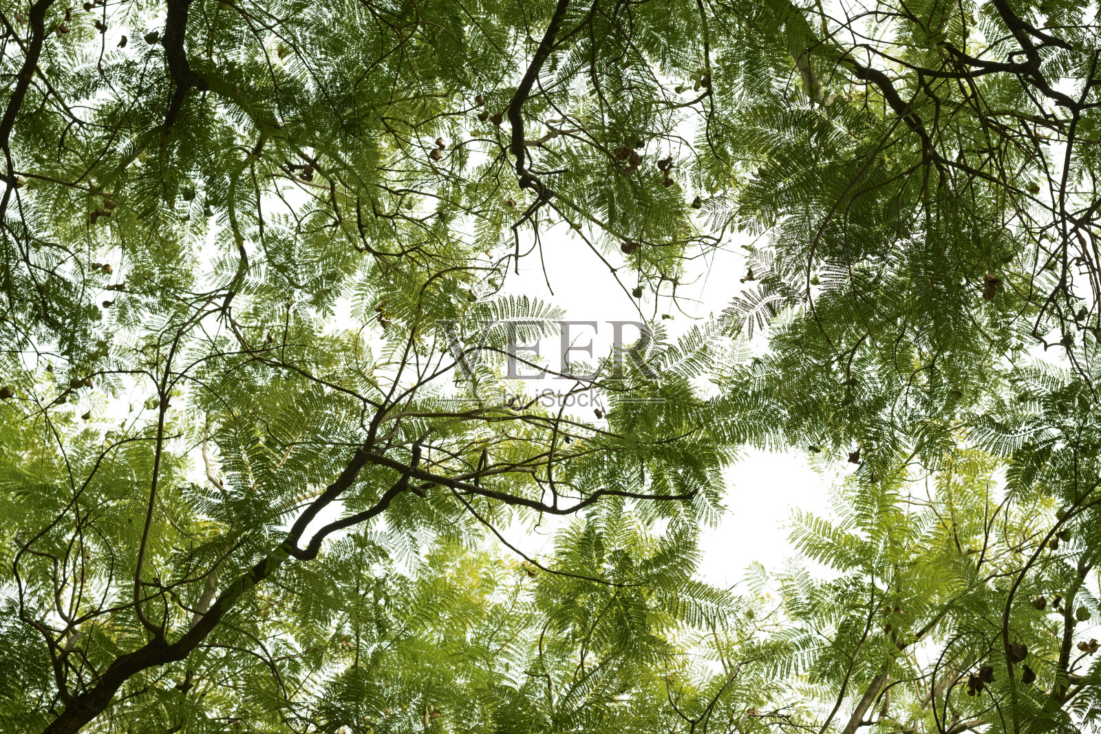 蓝花楹的叶子映衬着明亮的天空照片摄影图片