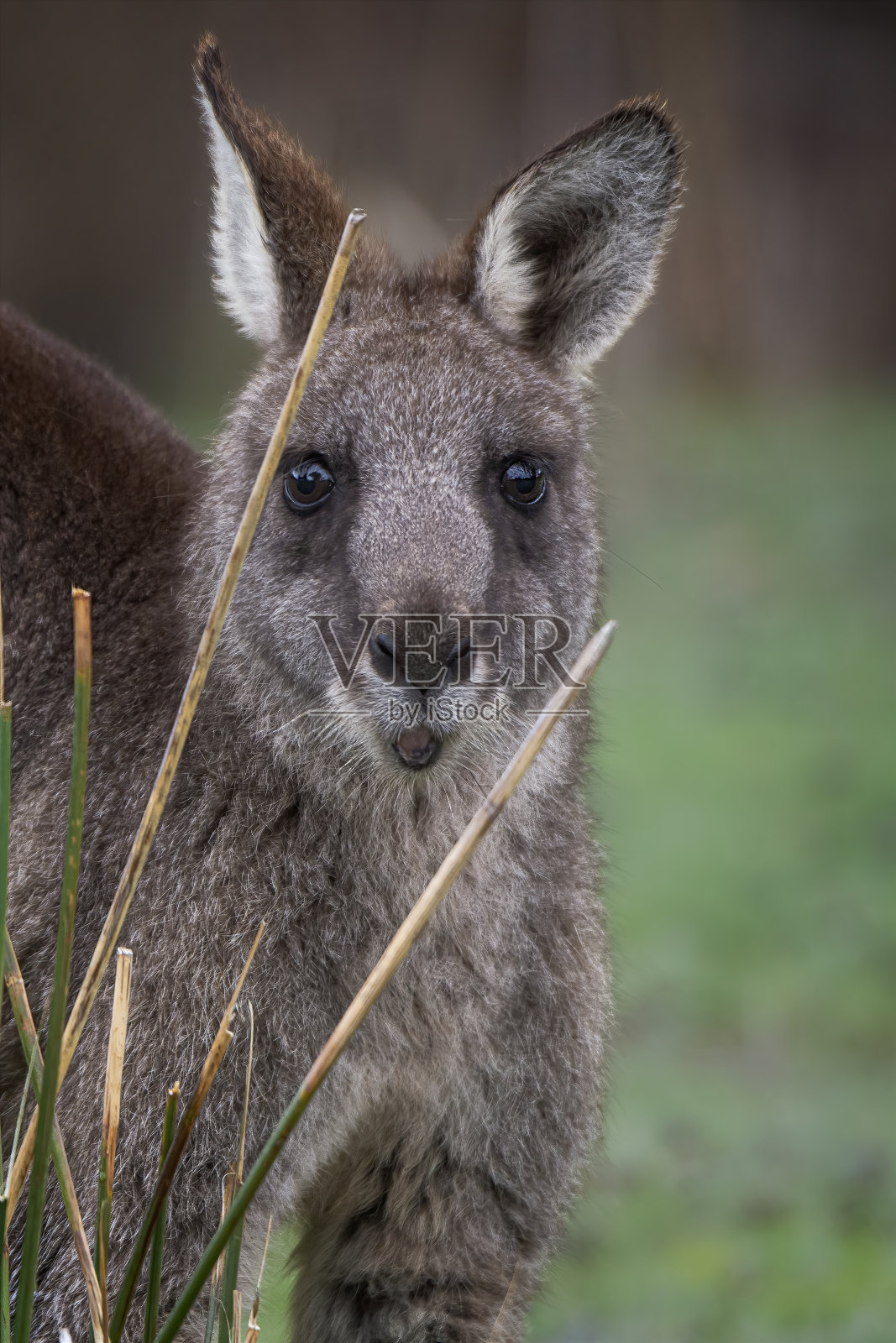 东部灰袋鼠照片摄影图片