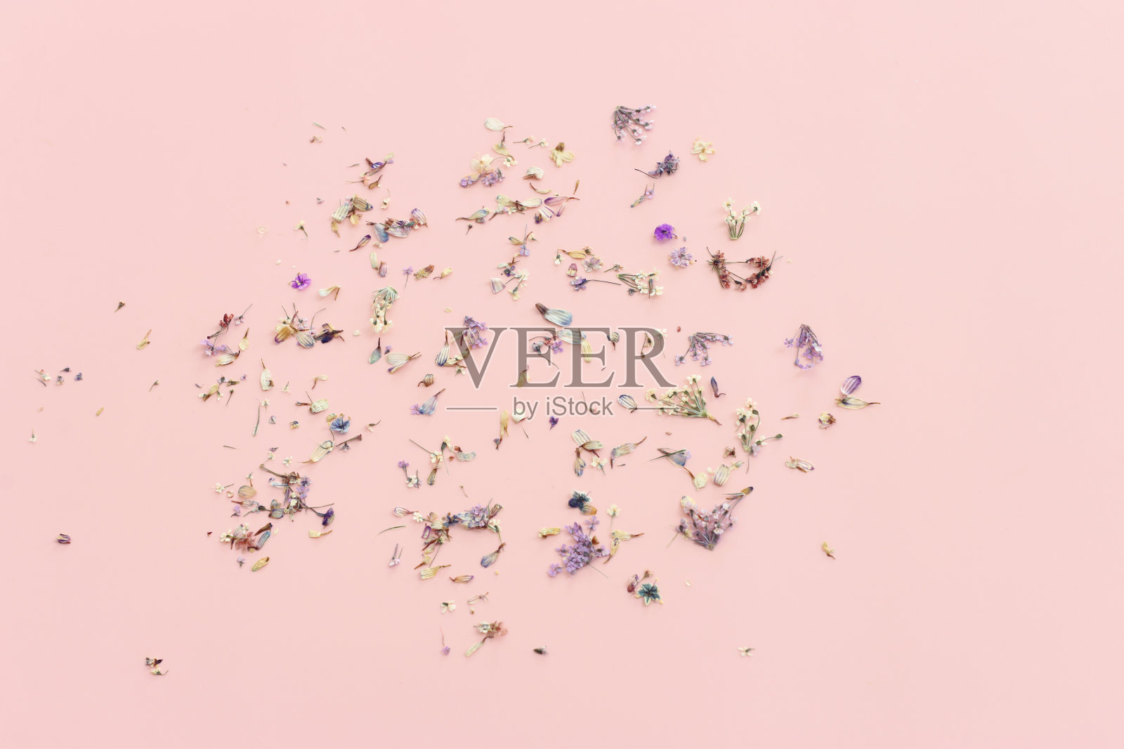 淡粉色背景上的干花俯视图照片摄影图片