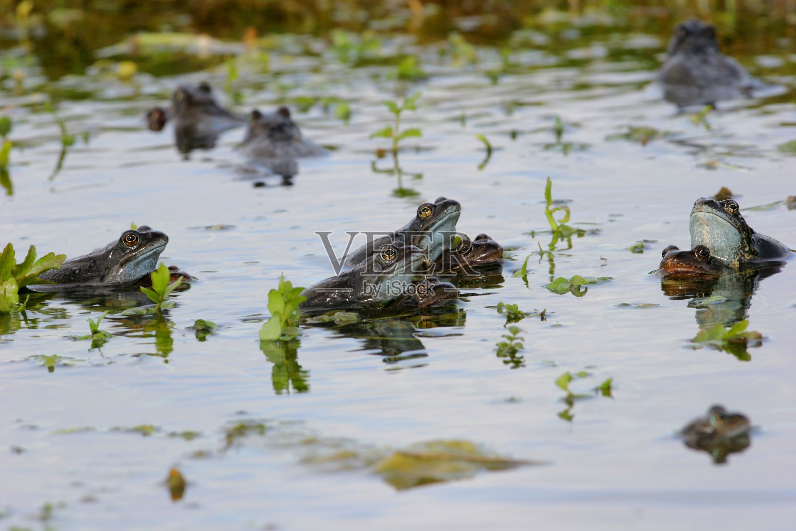普通青蛙照片摄影图片