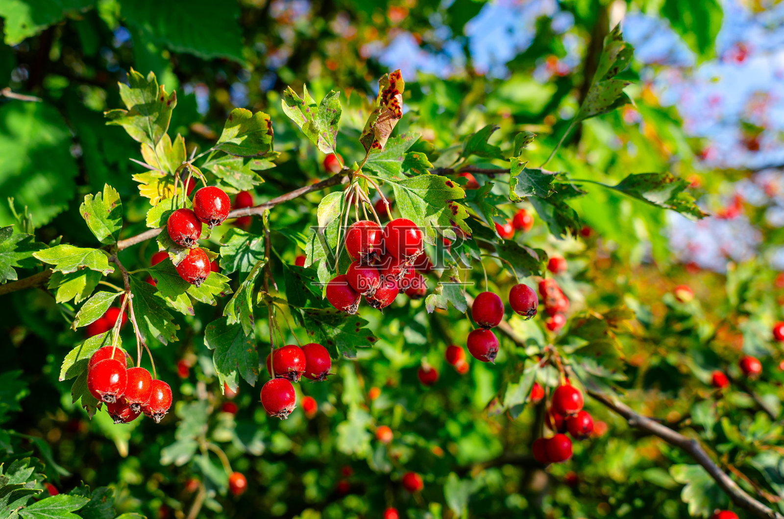 灌木上的红色山楂浆果。药用浆果的收获照片摄影图片