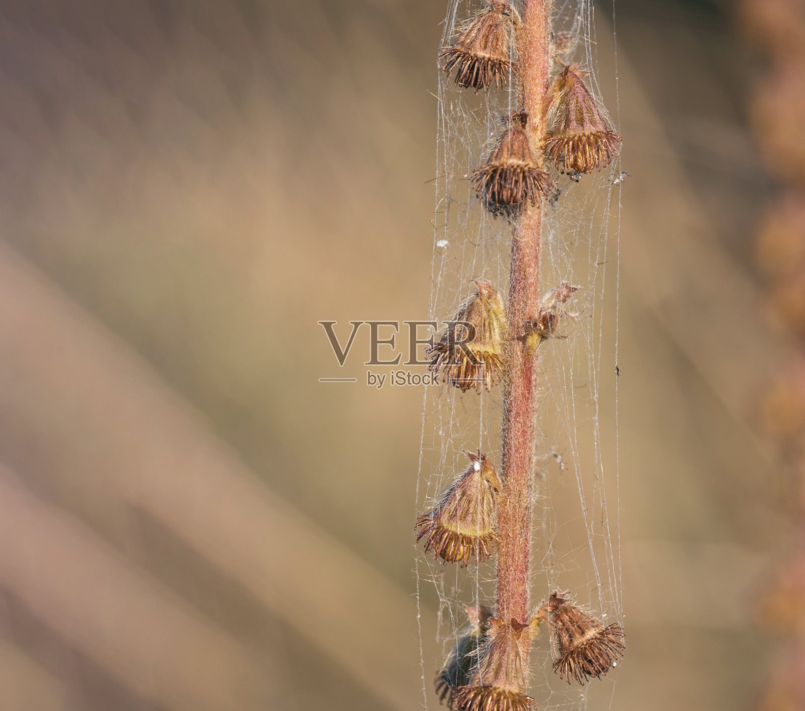 干枯植物的茎上编织着薄薄的蛛网，这是大自然的微距照片照片摄影图片
