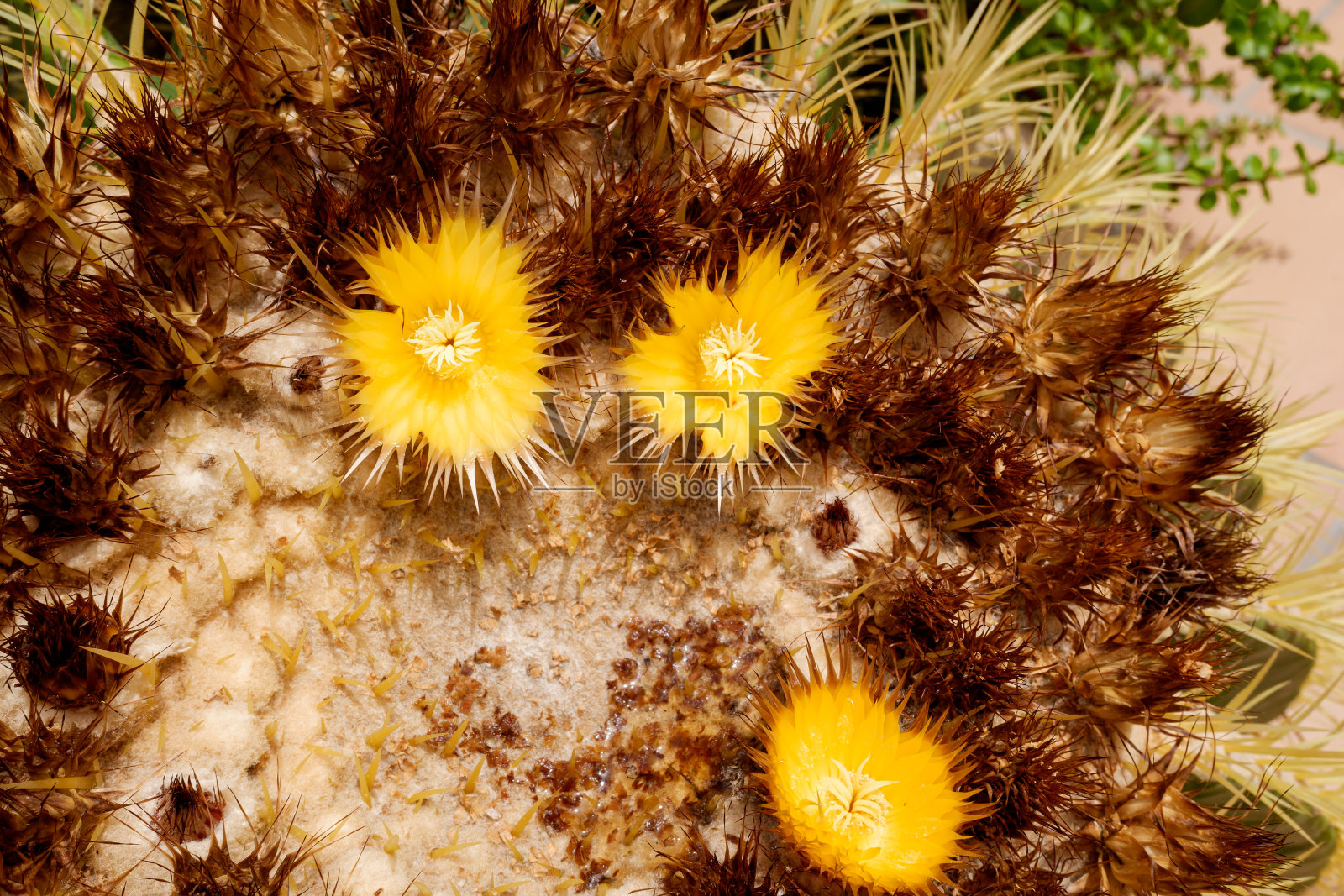 刺爪仙人掌花的细节。照片摄影图片