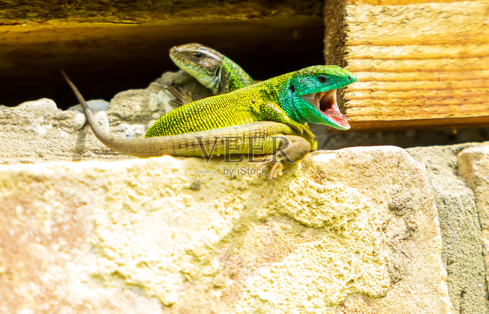 欧洲绿蜥蜴的交配仪式照片摄影图片