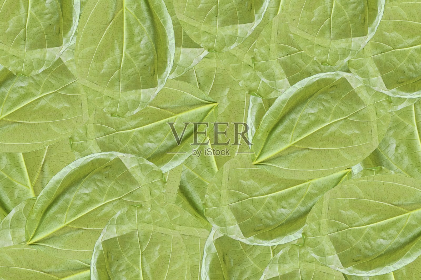 叶的背景照片摄影图片