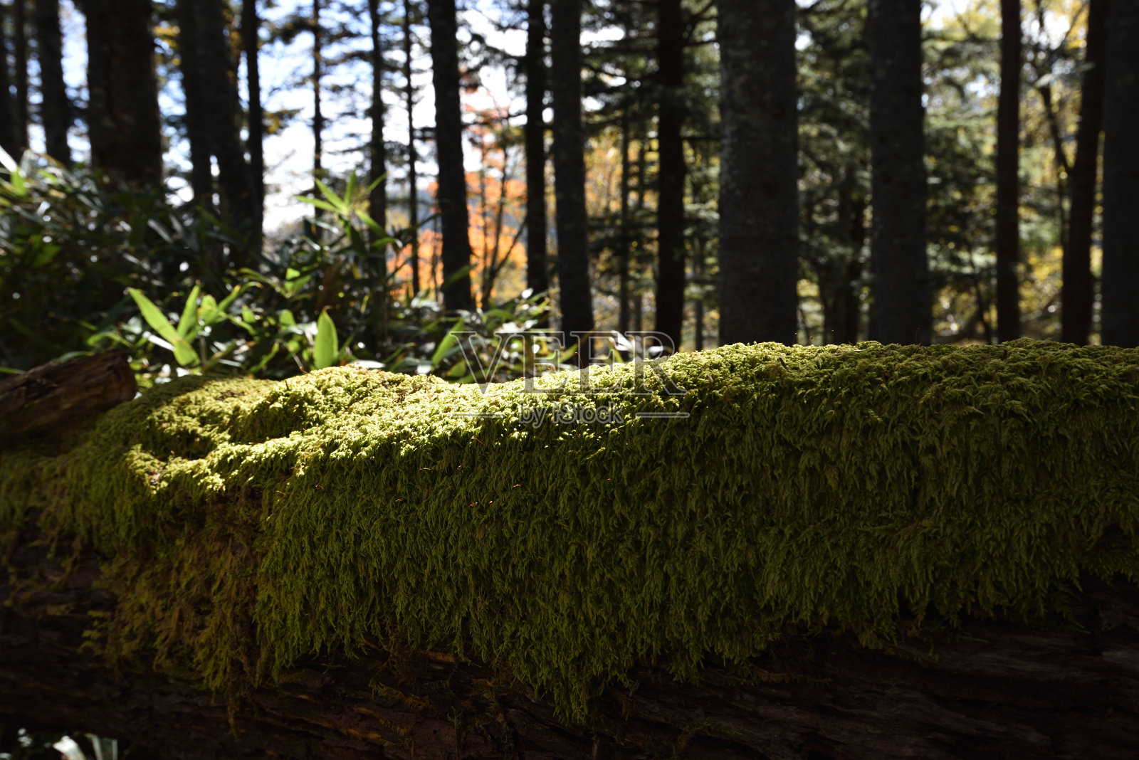 攀登日本福岛的大白山和田代山照片摄影图片